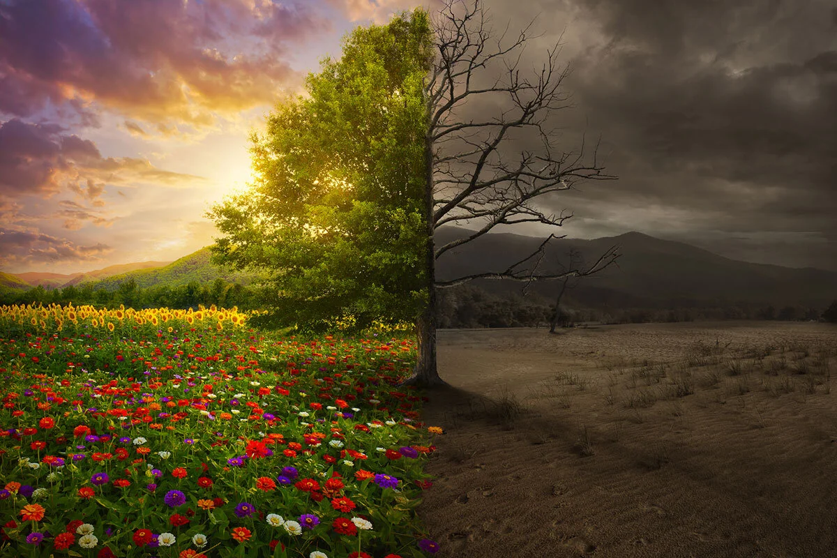 Trees Show Our Changing Relationship to God