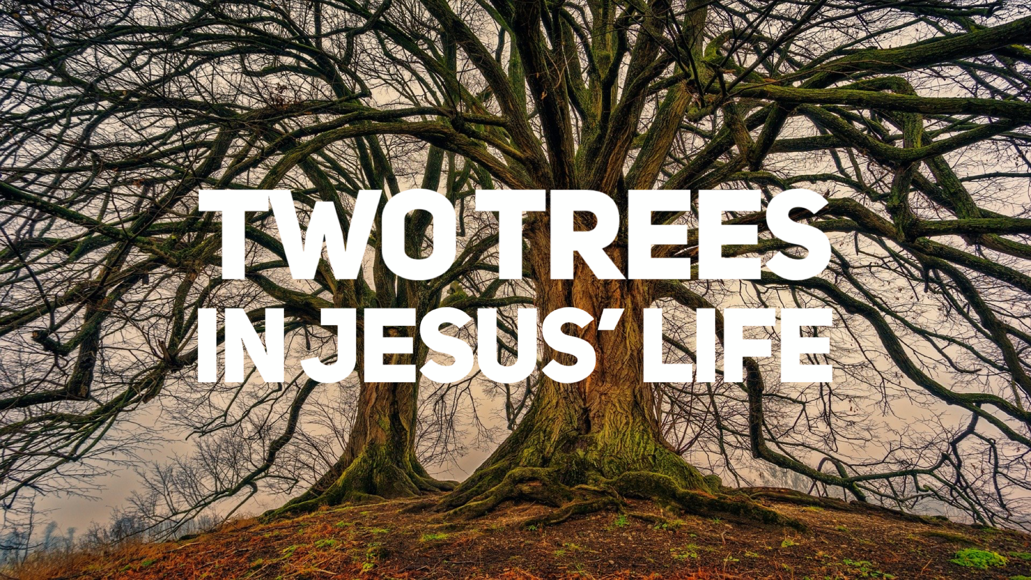 Two Trees in Jesus' Life