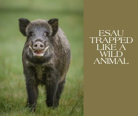 Esau, Trapped Like a Wild Animal: Genesis 25:29-34 