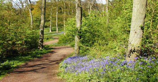 bluebells.png