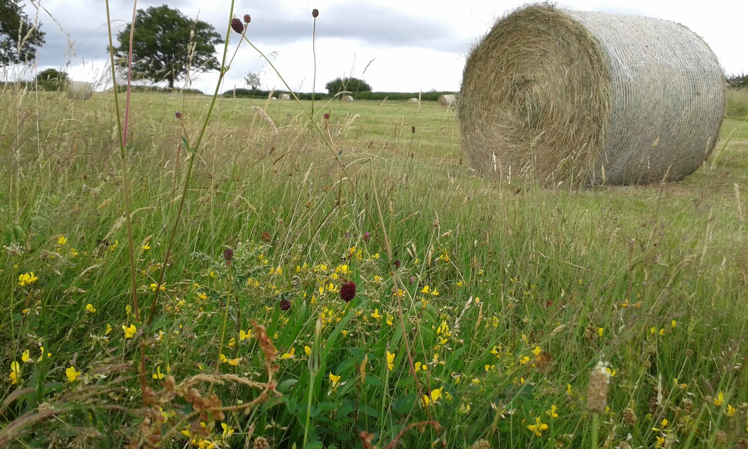Farming for the Future will celebrate the heritage of farming in the Nene Valley