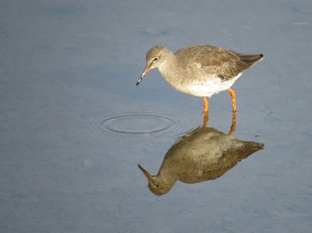 Redshank (Chris Park)