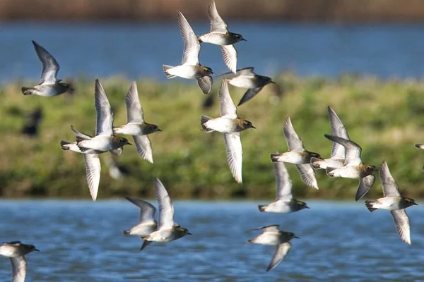 9053GoldenPlover.jpg