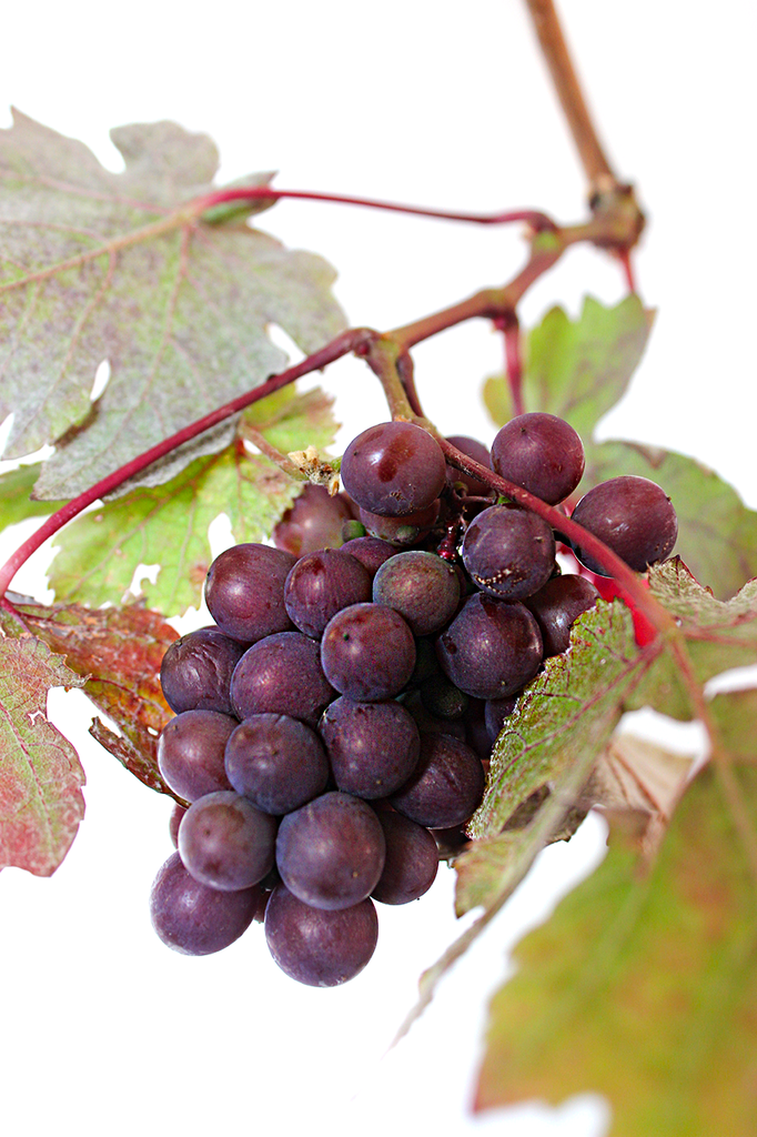 Grapes.png
