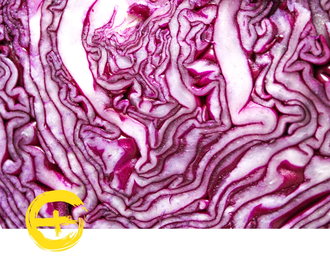 image red cabbage.jpg