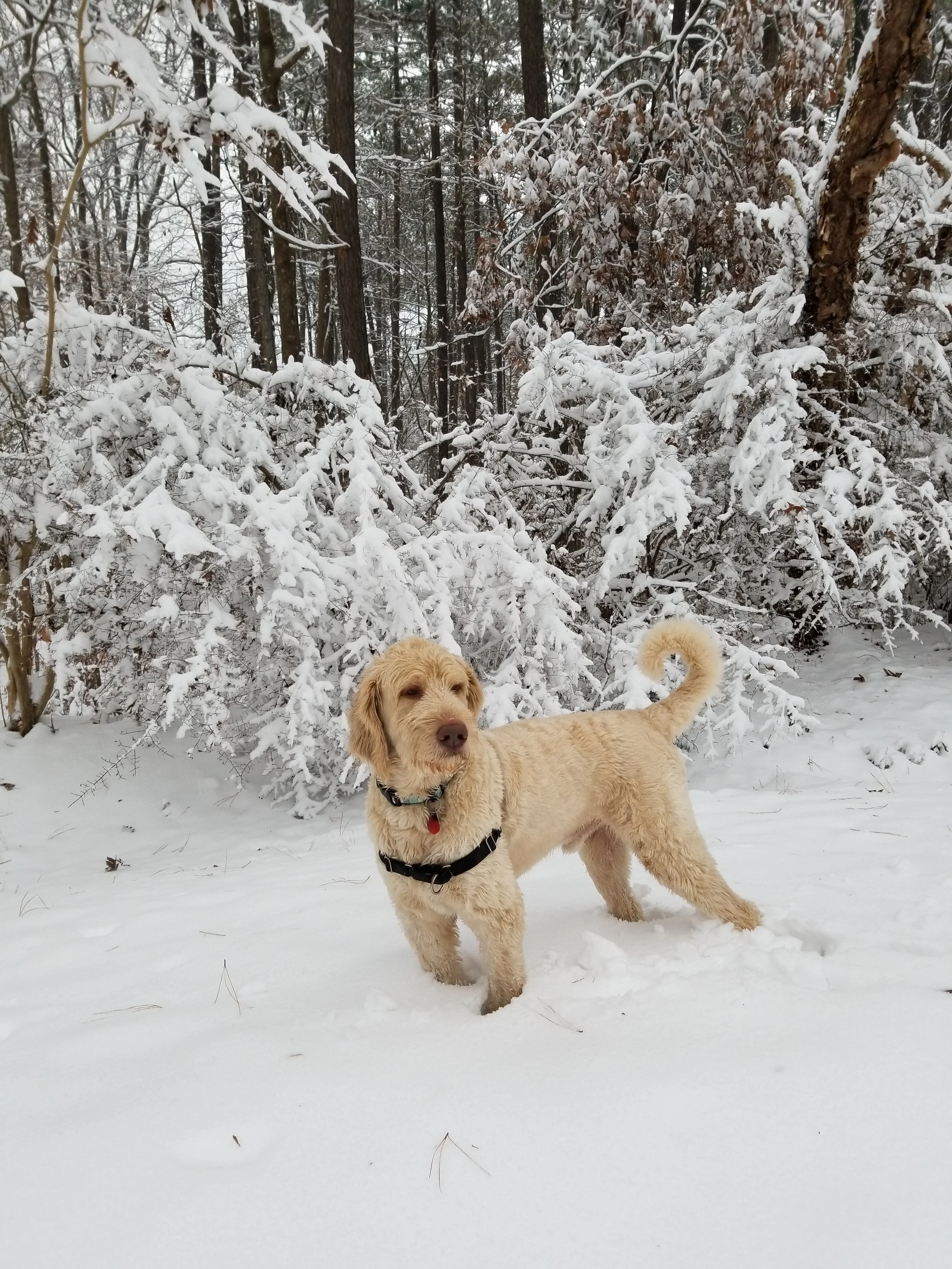 Moose in Snow.jpg