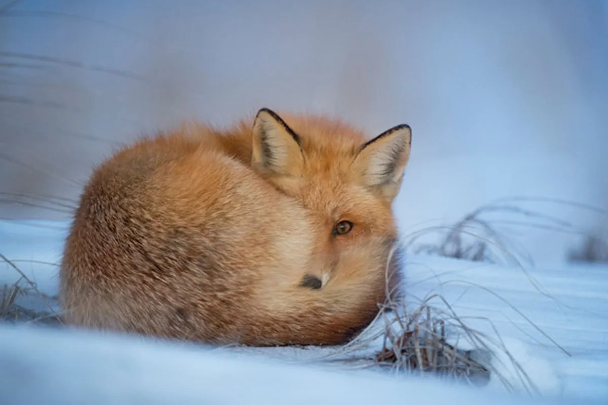 curled-red-fox.jpg