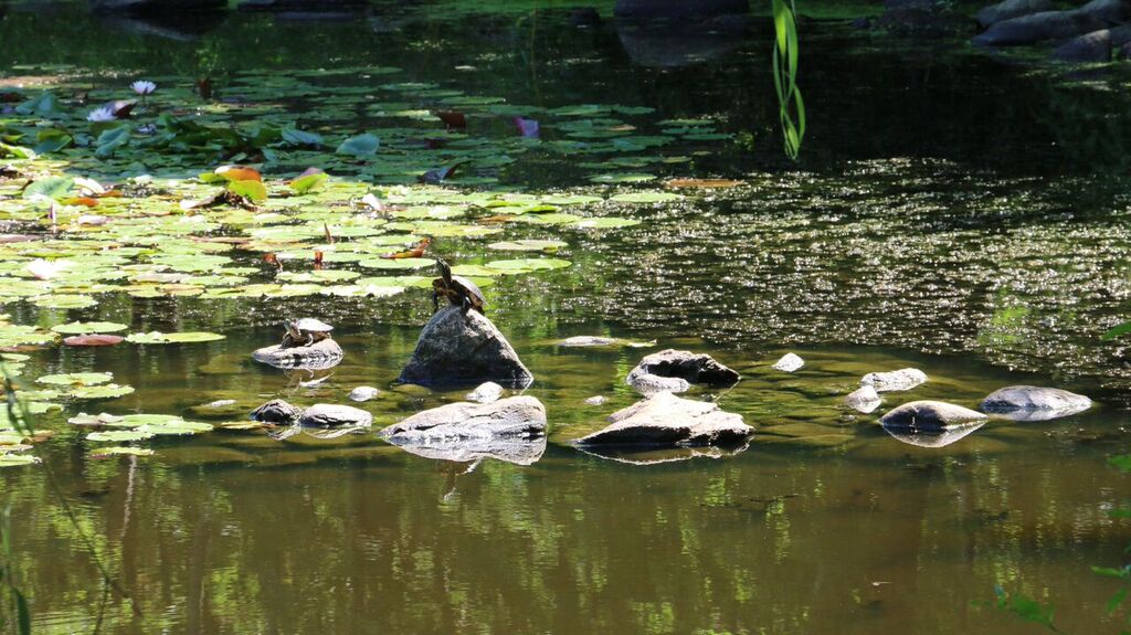 MP Pond 1.jpeg