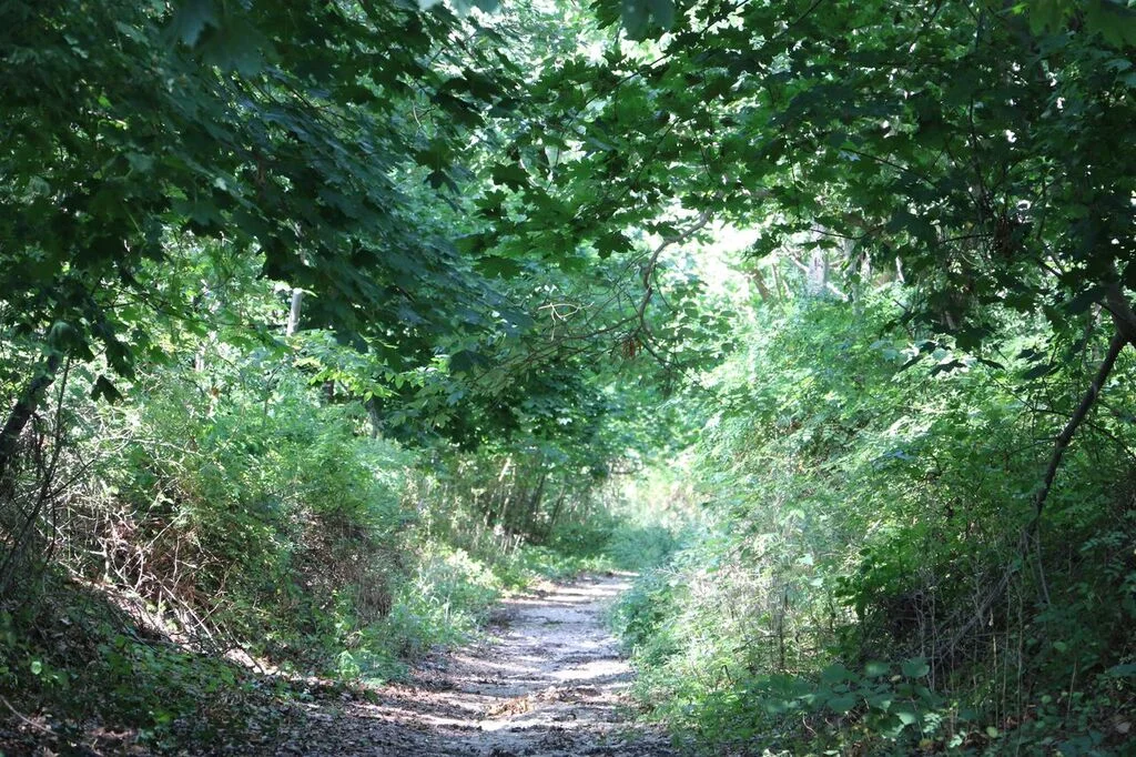 Trail 3.jpeg