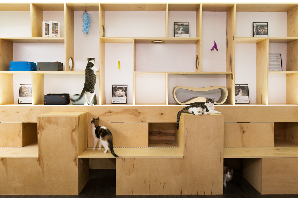 SonyaLeeArchitect_MeowParlour_Shelving Display.jpg