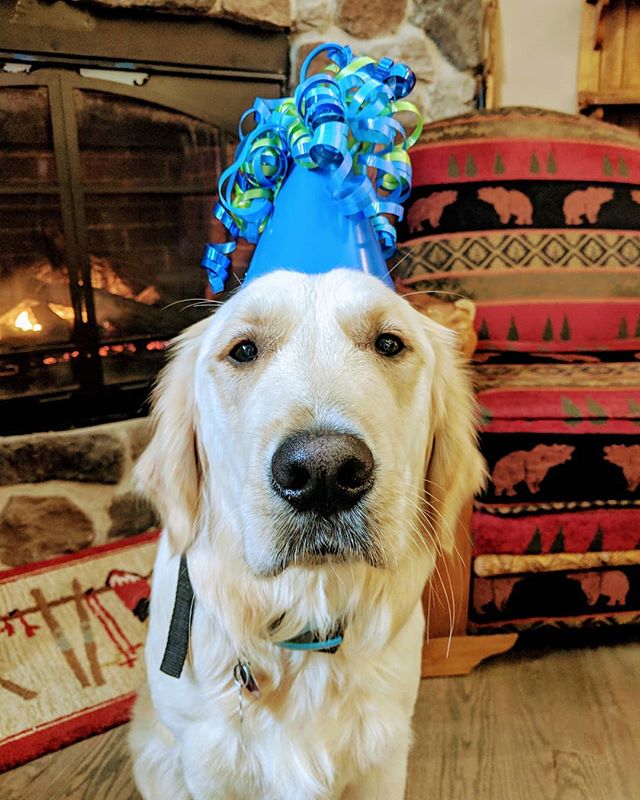 It's Monty's 1st Birthday today! 🐾🥳🎈🎉🎂🎁🕯️🧁
(He's not sure how he feels about the party hat but he did like the pocket full of treats he got 😂)
#hesabigboynow #firstbirthday #birthdayboy #bosspuppy #bigpawstofill