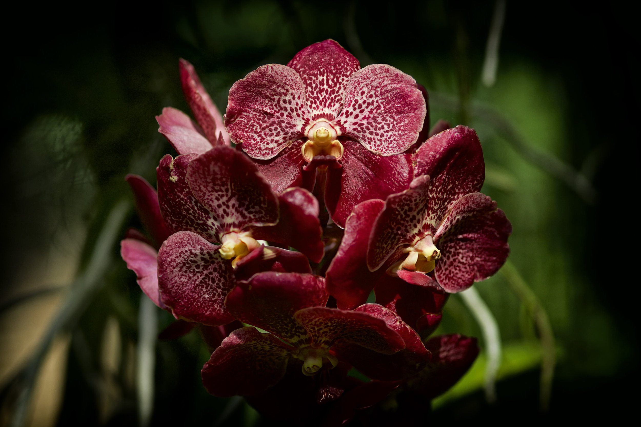 orchids in triumph.jpg