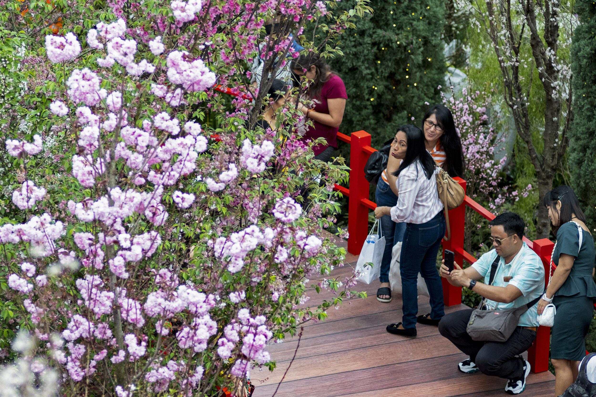  Visitors react as a man squats to take pictures of cherry blossoms and surrounding foliage during the Sakura Matsuri floral display at Gardens by the Bay in Singapore 