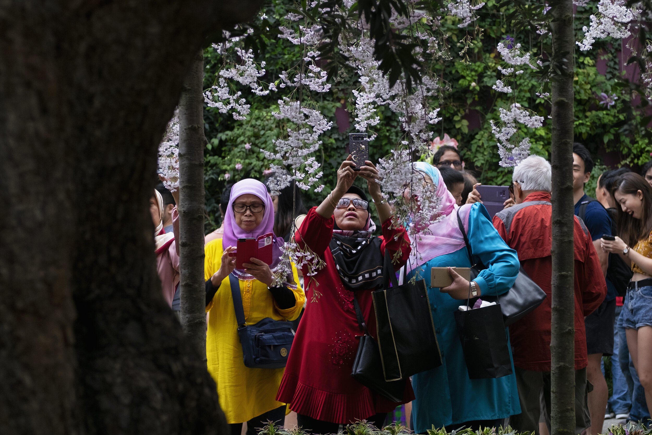  Women review and take pictures of cherry blossoms with their smartphones during the Sakura Matsuri floral display at Gardens by the Bay in Singapore 