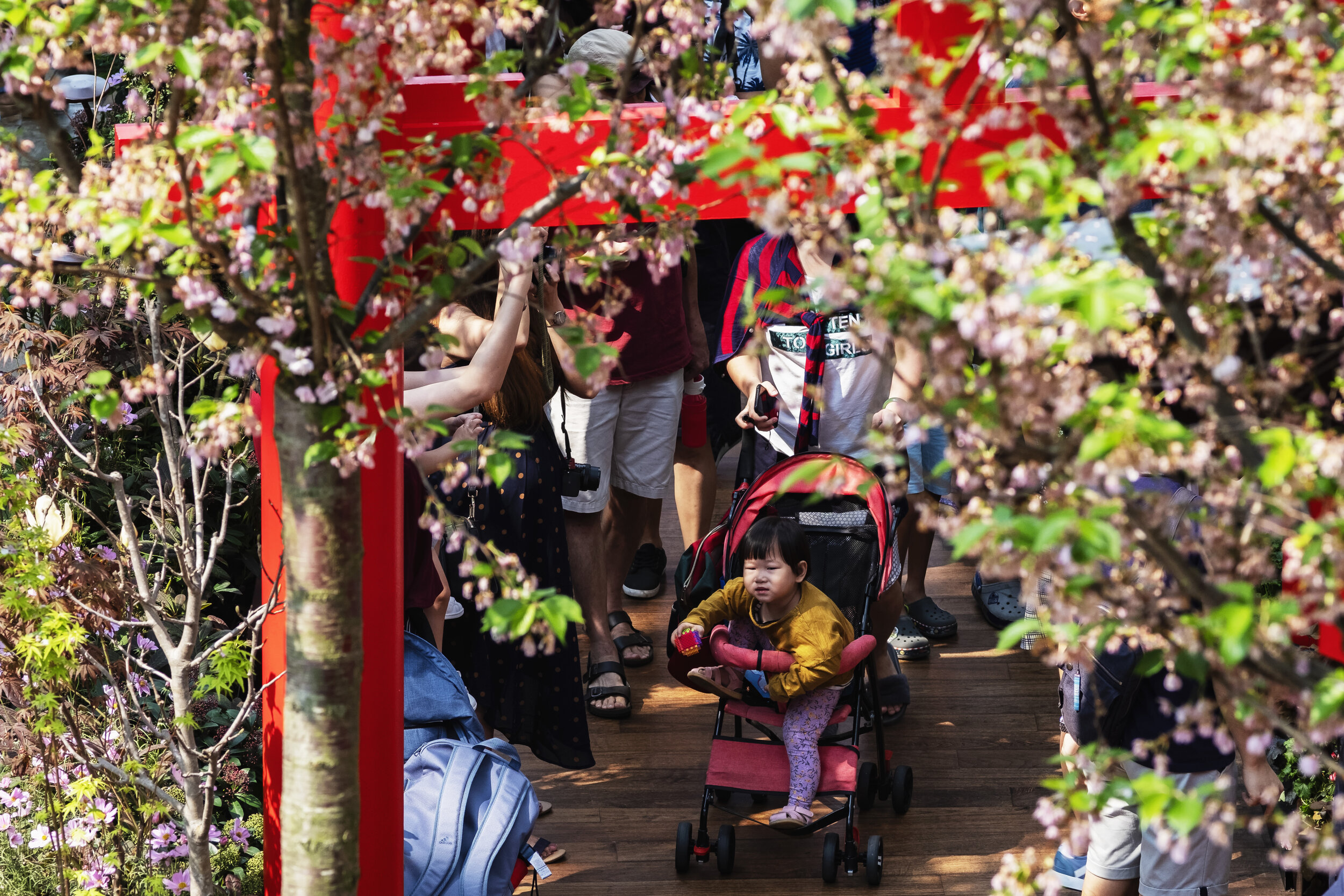  A child fidgets in a stroller while moving through the crowd during the Sakura Matsuri floral display at Gardens by the Bay in Singapore 