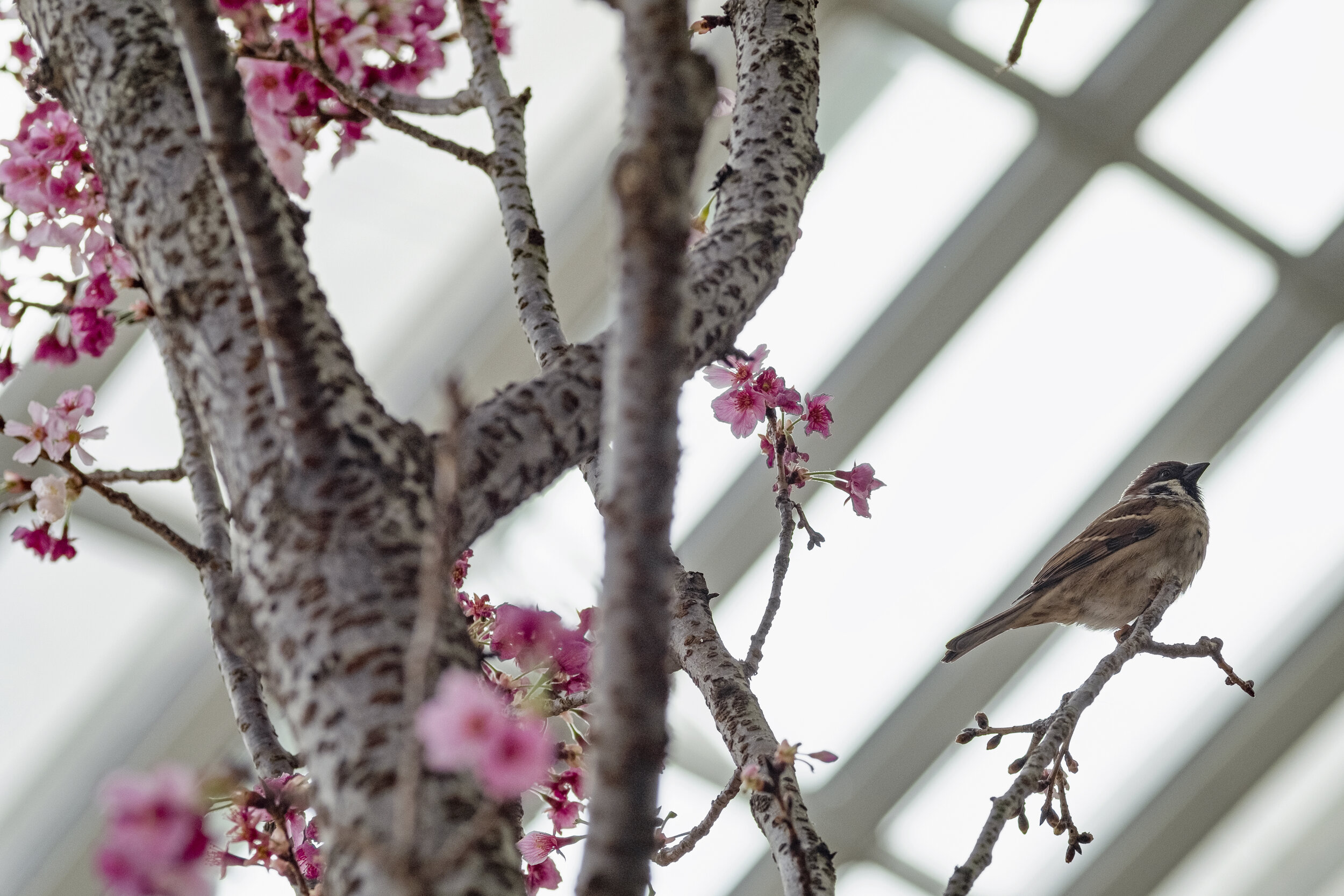  A sparrow perches near cherry blossoms during the Sakura Matsuri floral display at Gardens by the Bay in Singapore 