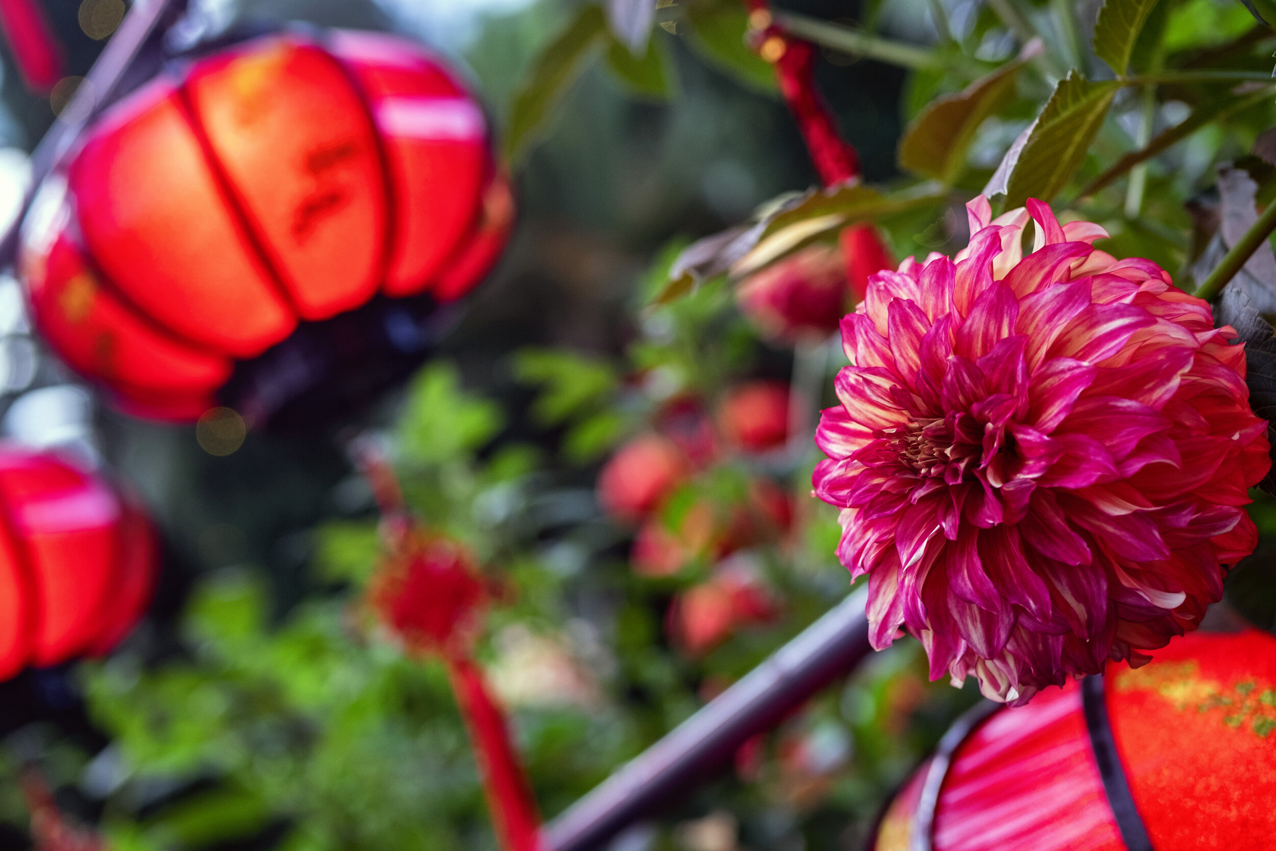  A dahlia is seen amid lanterns during the annual Dahlia Dreams floral display ahead of the Chinese Lunar New Year of the Ox, otherwise known as the Spring Festival, at Singapore's Gardens by the Bay, January 31, 2021. REUTERS/Loriene Perera 
