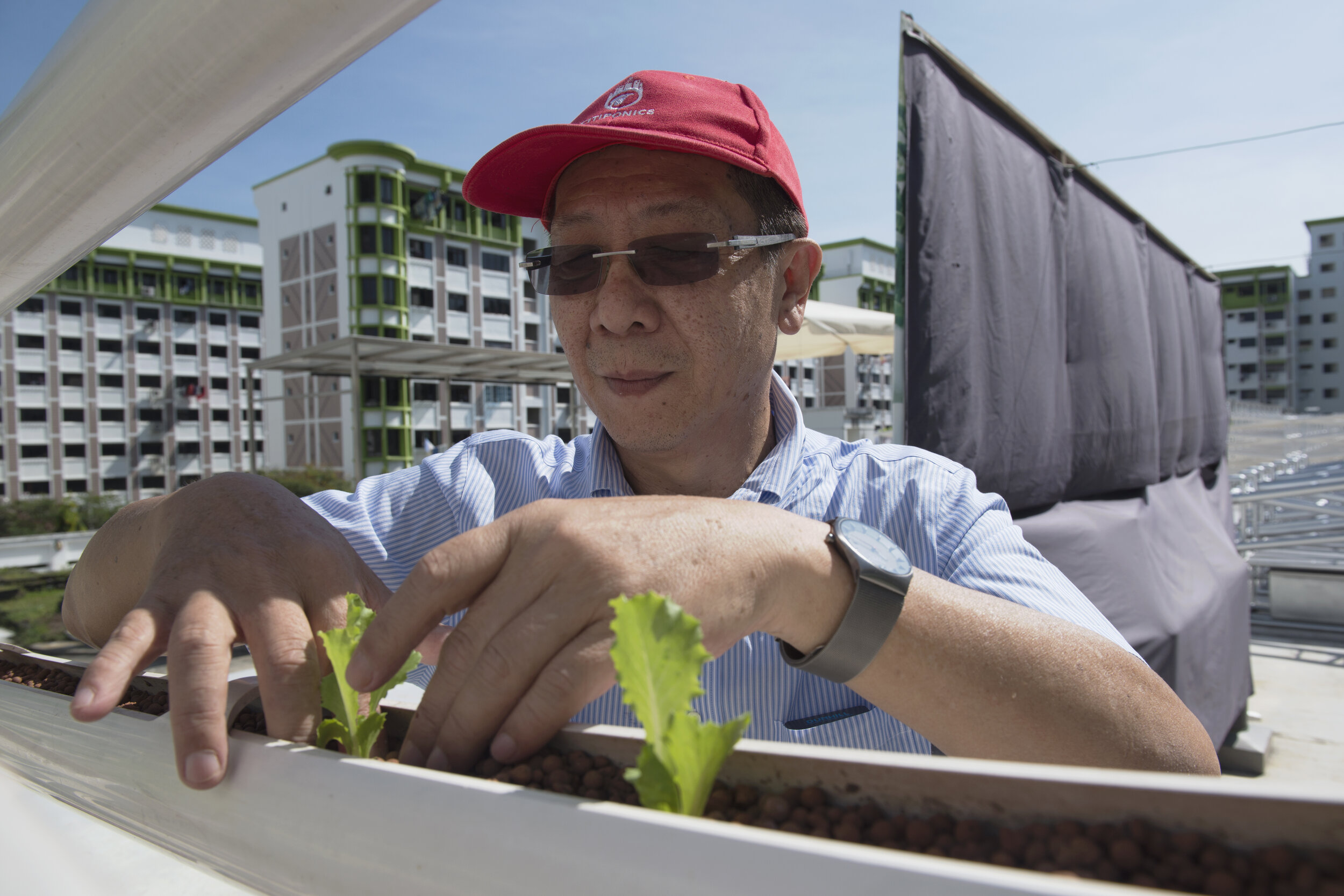  Citiponics Chairman Teo Hwa Kok tends to a lettuce seedling on a growing tower that is primarily made out of polyvinyl chloride (PVC) pipes at an urban farm on the rooftop of a multi-storey carpark in a public housing estate in western Singapore 