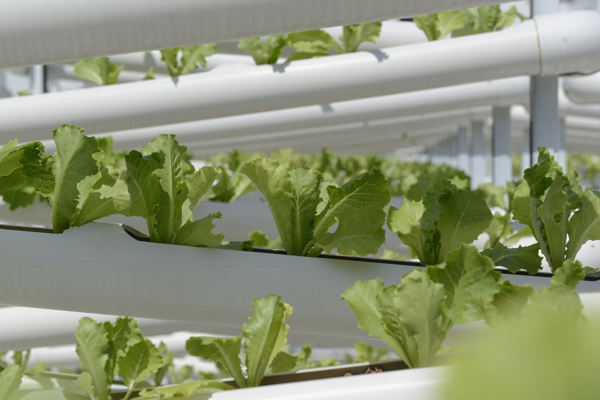  Organic lettuces are seen on rows of growing towers that are primarily made out of polyvinyl chloride (PVC) pipes at Citiponics' urban farm on the rooftop of a multi-storey carpark in a public housing estate in western Singapore 