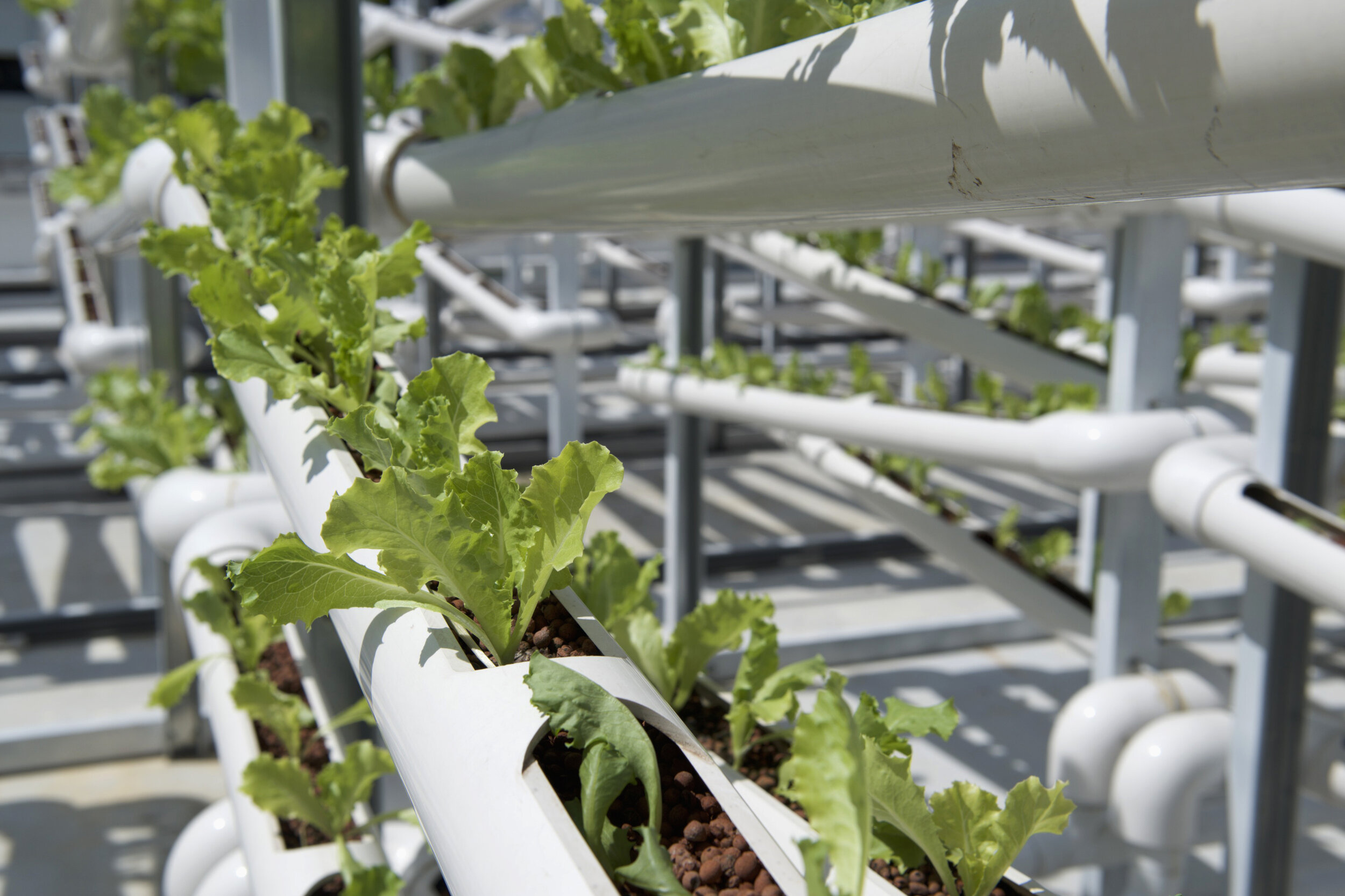  Organic lettuces are seen on rows of growing towers that are primarily made out of polyvinyl chloride (PVC) pipes at Citiponics' urban farm on the rooftop of a multi-storey carpark in a public housing estate in western Singapore 