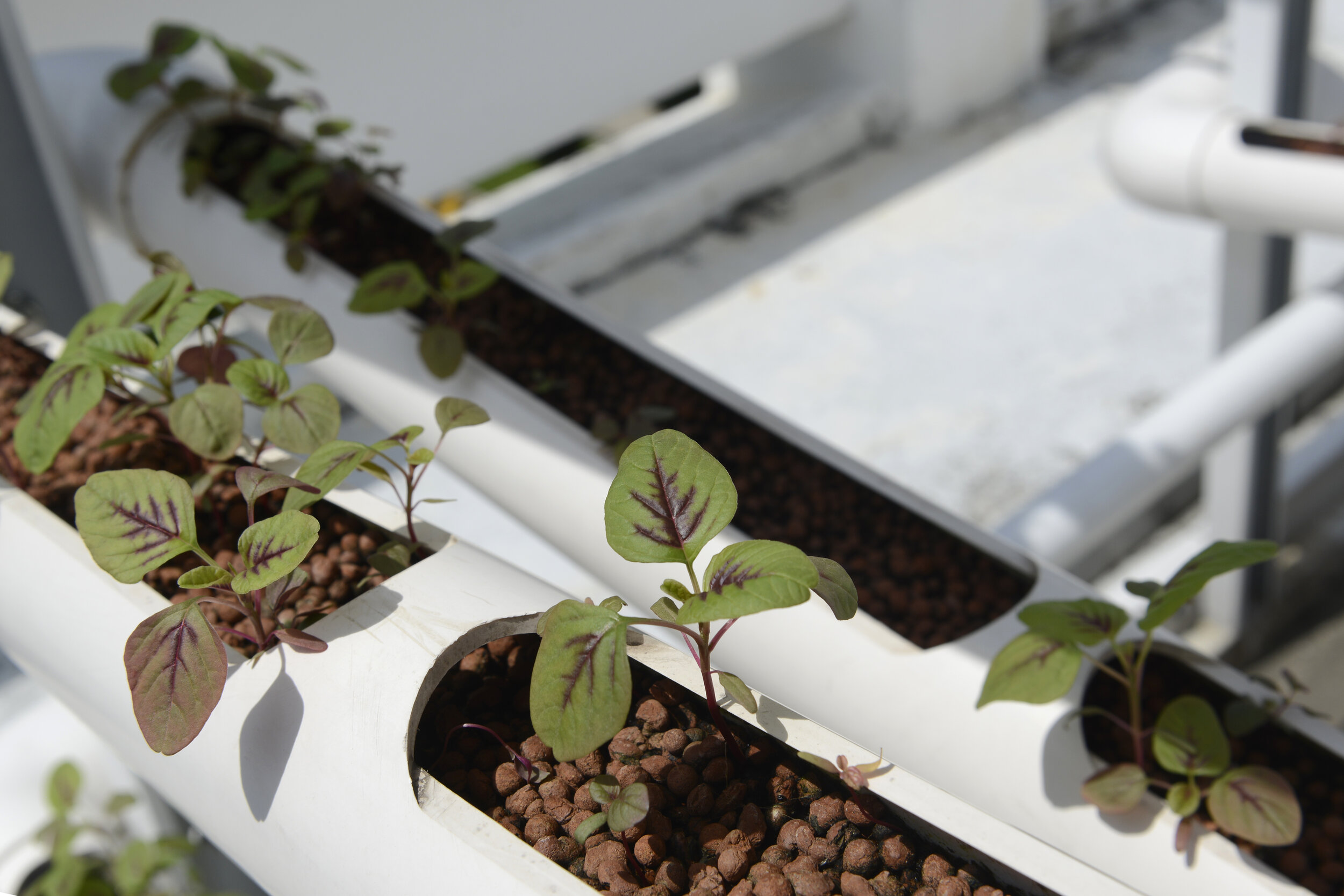  Organic red spinach seedlings sprout from growing towers that are primarily made out of polyvinyl chloride (PVC) pipes at Citiponics' urban farm on the rooftop of a multi-storey carpark in a public housing estate in western Singapore 