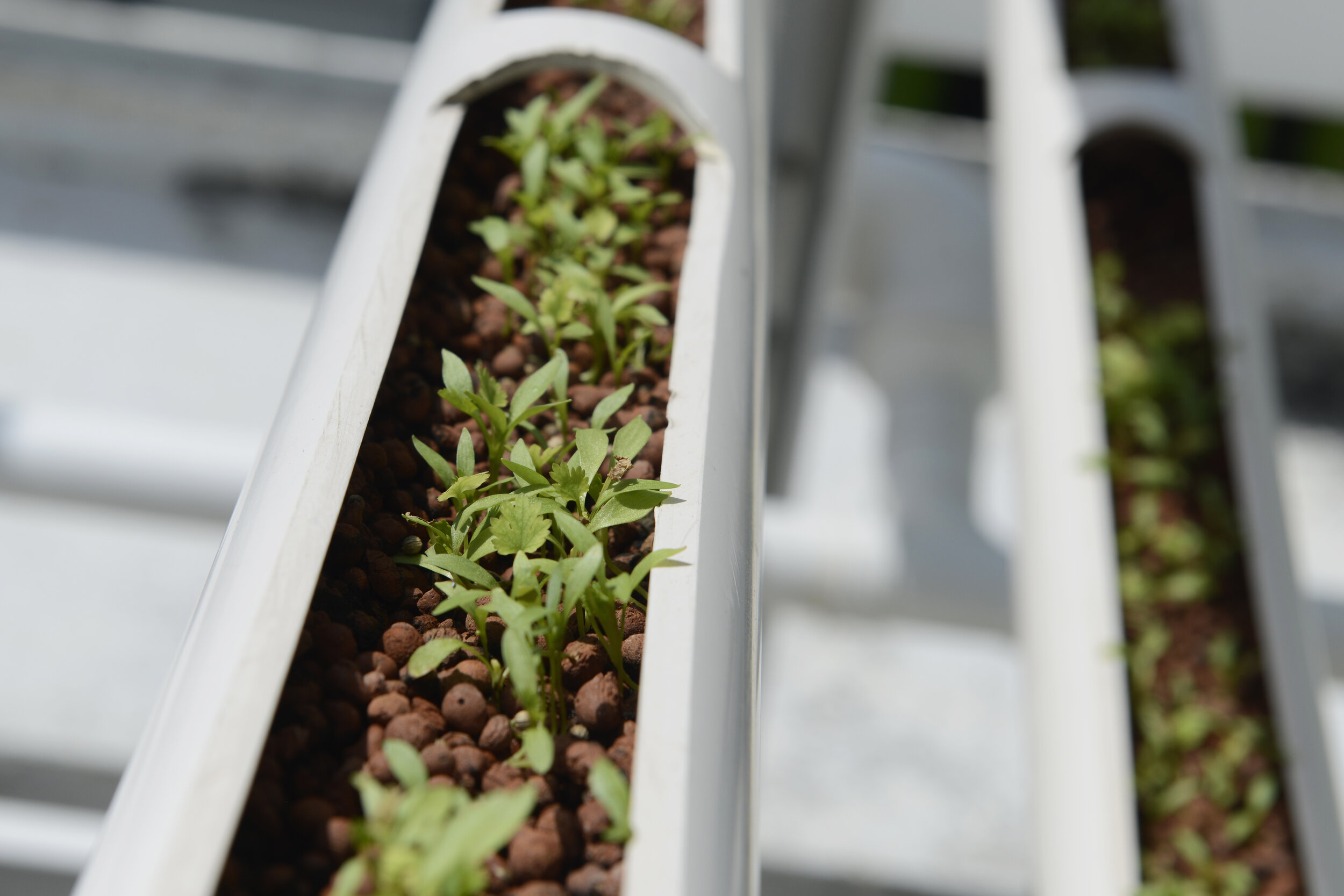  Organic cilantro seedlings sprout from growing towers that are primarily made out of polyvinyl chloride (PVC) pipes at Citiponics' urban farm on the rooftop of a multi-storey carpark in a public housing estate in western Singapore 