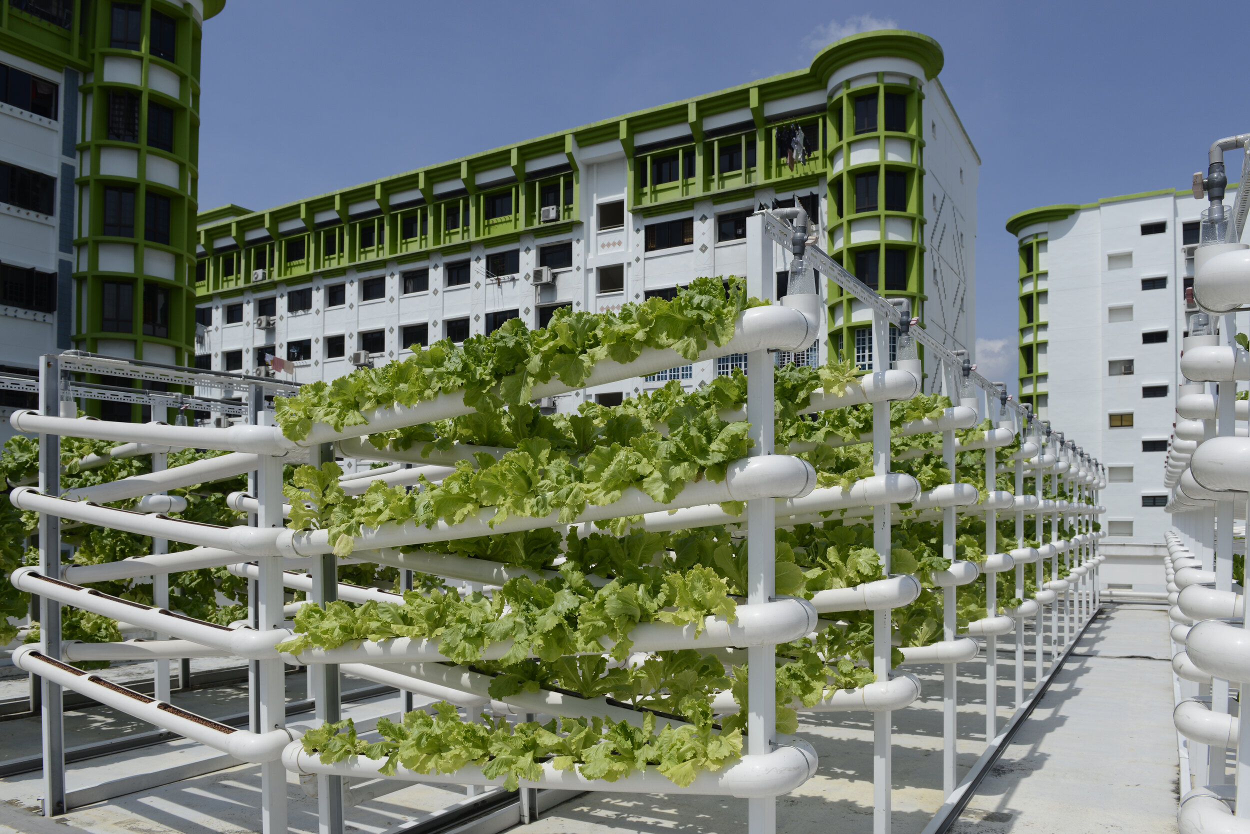  Organic vegetables are seen on growing towers that are primarily made out of polyvinyl chloride (PVC) pipes at Citiponics' urban farm on the rooftop of a multi-storey carpark in a public housing estate in western Singapore 