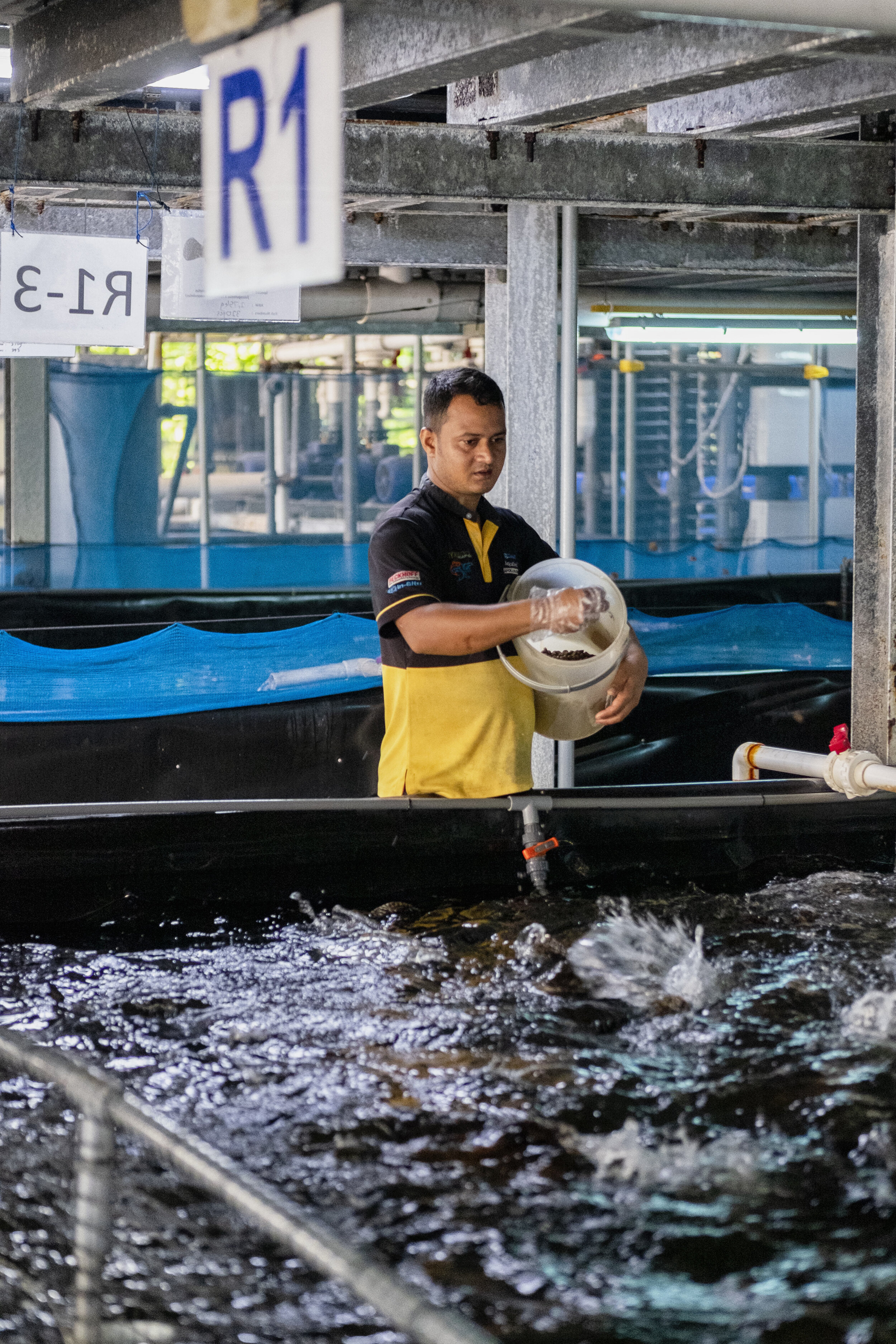  An employee feeds hybrid groupers inside Apollo Aquaculture Group’s three-tiered vertical fish farm in northern Singapore 