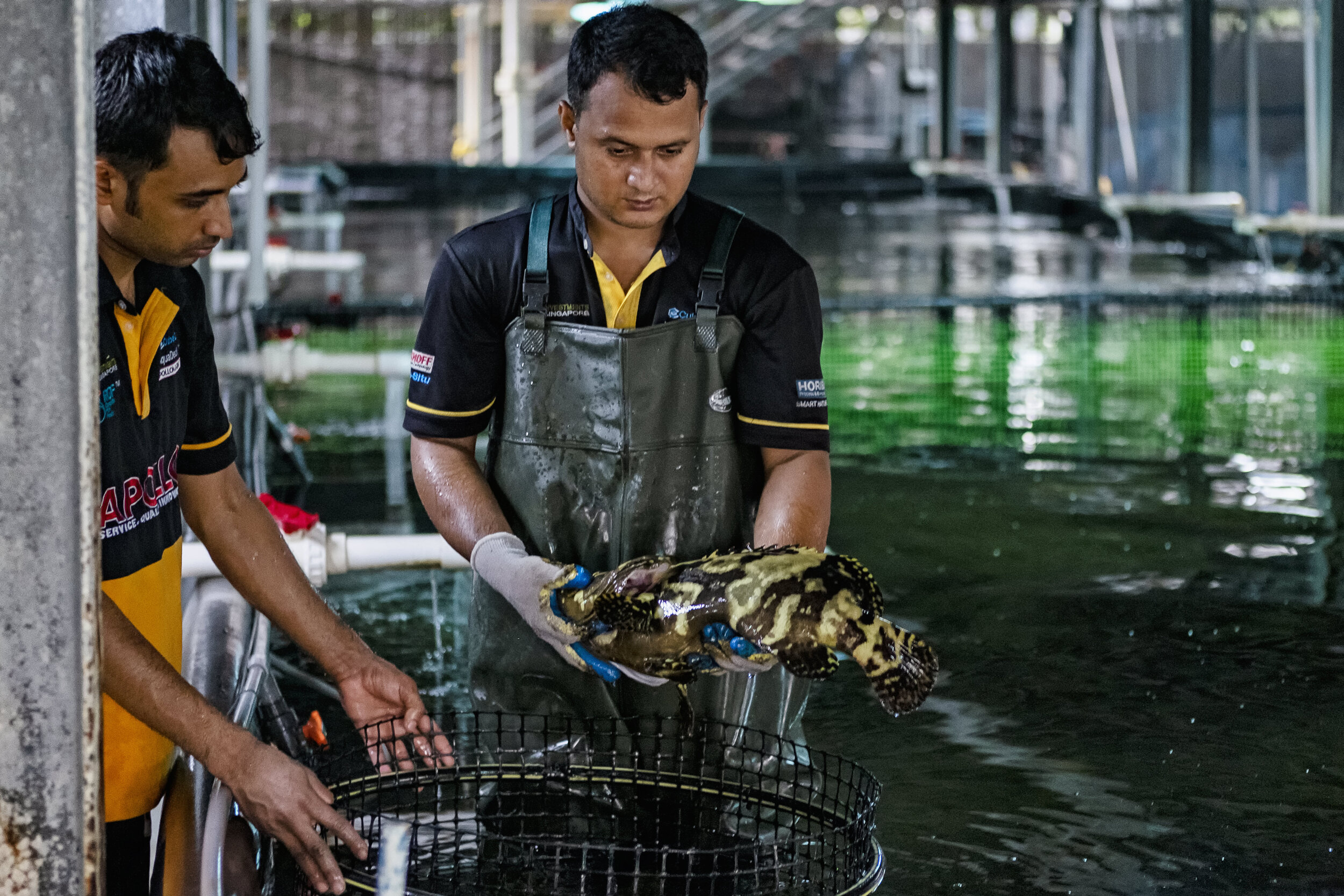  Employees inspect a hybrid grouper inside Apollo Aquaculture Group’s three-tiered vertical fish farm in northern Singapore 