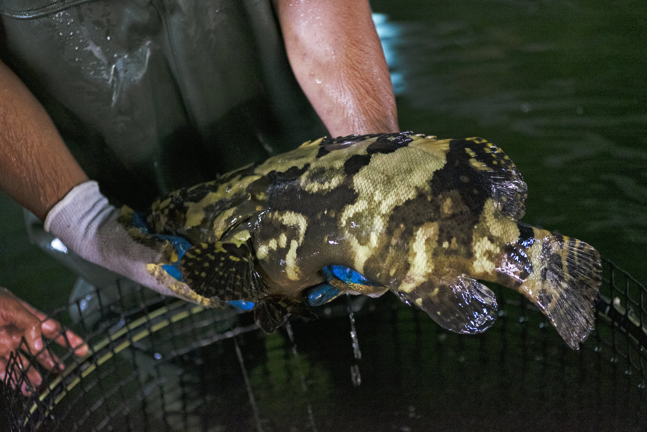  An employee holds up a hybrid grouper for inspection inside Apollo Aquaculture Group’s three-tiered vertical fish farm in northern Singapore 