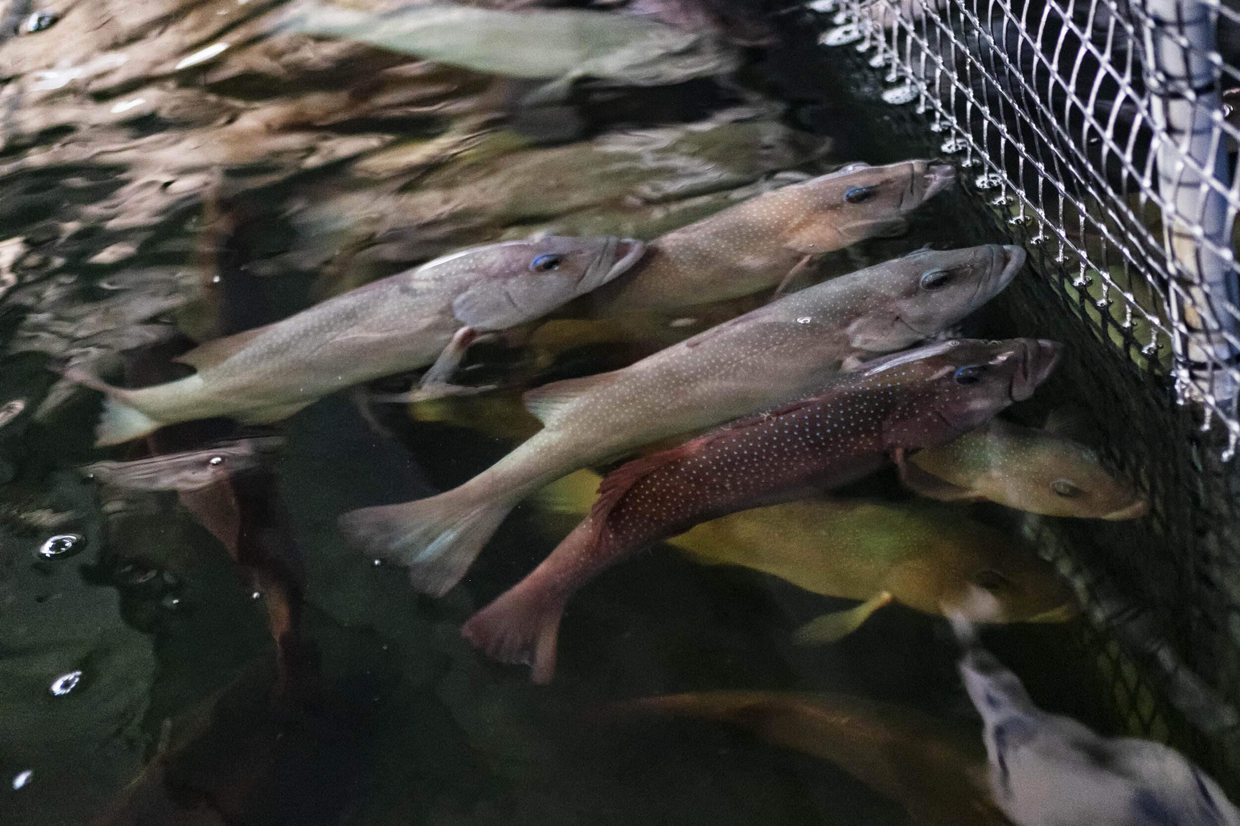  Coral trout are seen inside Apollo Aquaculture Group’s three-tiered vertical fish farm in northern Singapore 