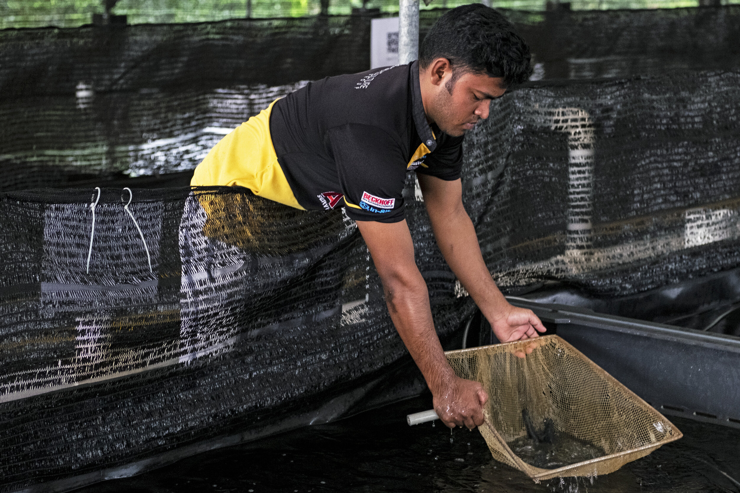  An employee lifts up a net of prawns inside Apollo Aquaculture Group’s two-tiered vertical fish farm in northern Singapore 