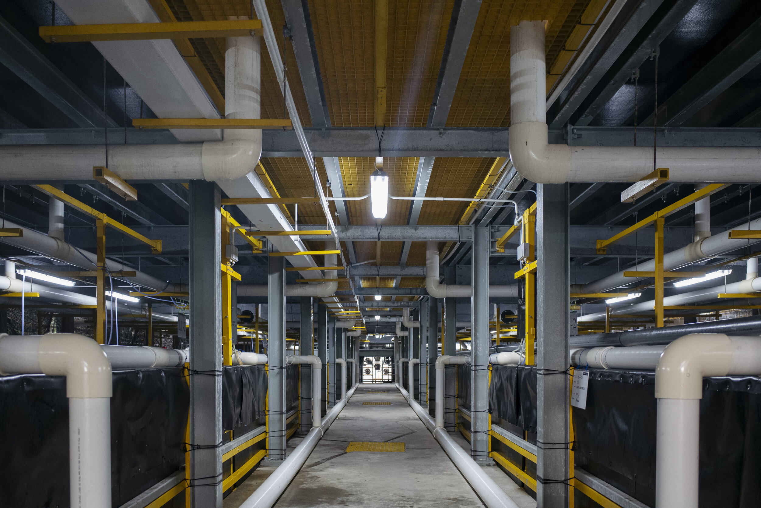  An interior view of the base level of Apollo Aquaculture Group's two-tiered vertical fish farm in northern Singapore 