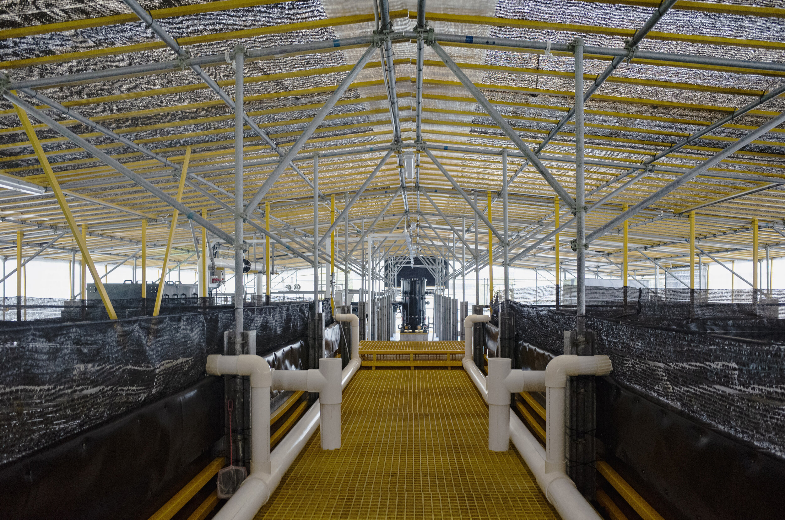  An interior view of the top level of Apollo Aquaculture Group’s two-tiered vertical fish farm in northern Singapore 