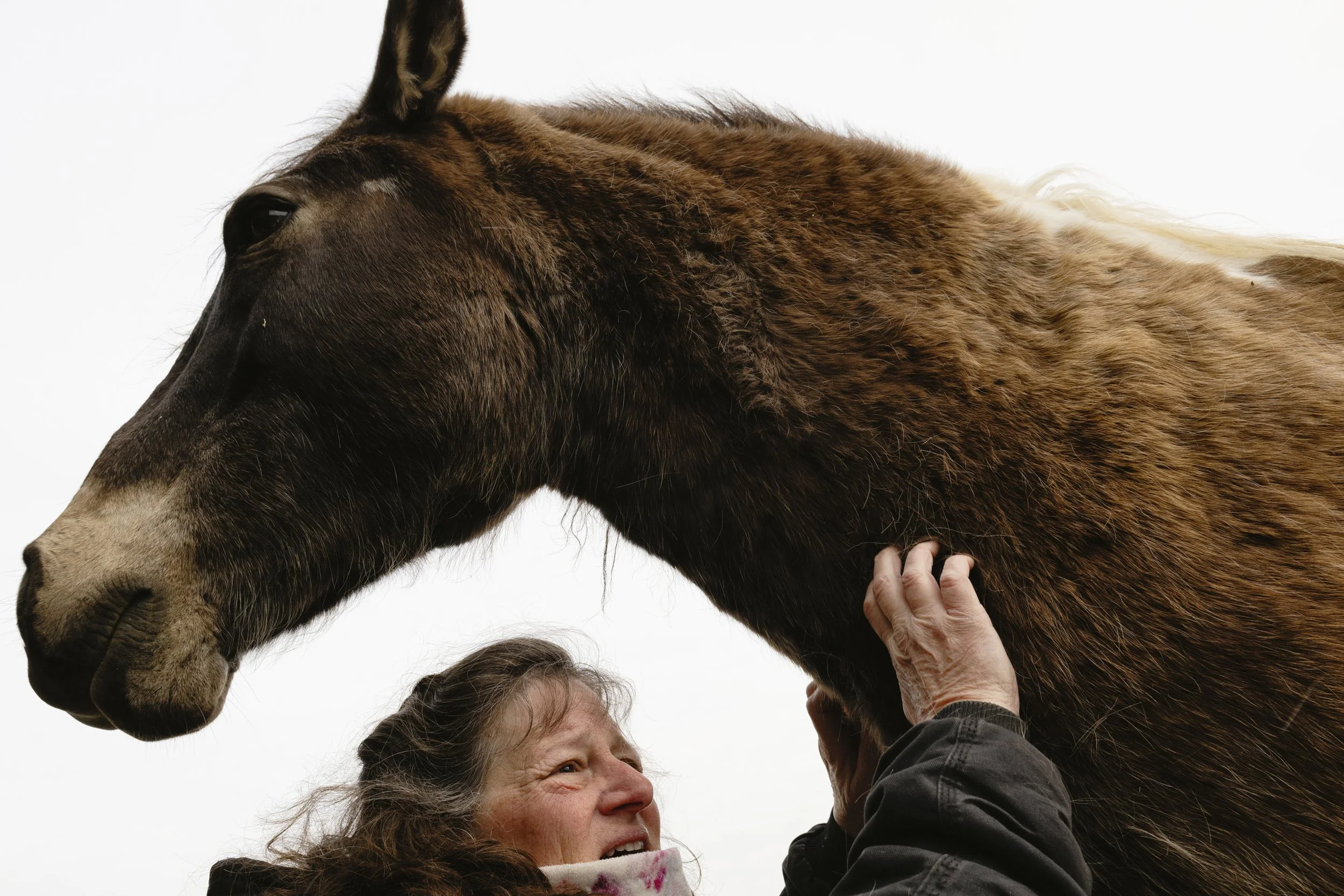  Vickie Ball-Seiter, who runs equine-assisted coaching studio Journey With Horses, scratches gelding Teddy at her farm in Chesterhill, Ohio, February 12, 2024. Ball-Seiter shared that she adopted Teddy from Bella Run Equine, after the non-profit resc