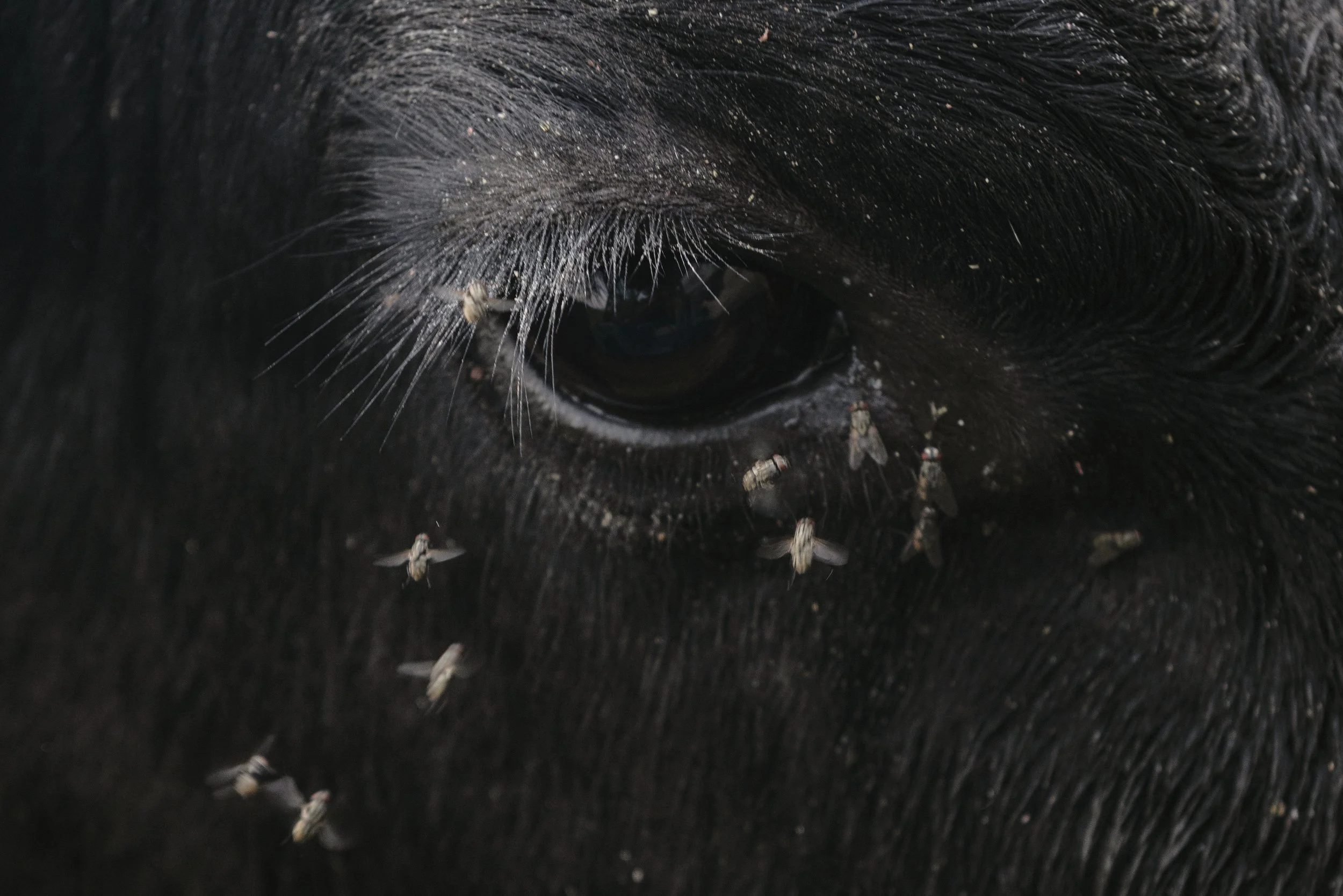  Flies gather near the eye of a cow grazing on pasture at Goshen Run Farms between Chesterhill and Stockport, Ohio, on Tuesday, July 8, 2025. 