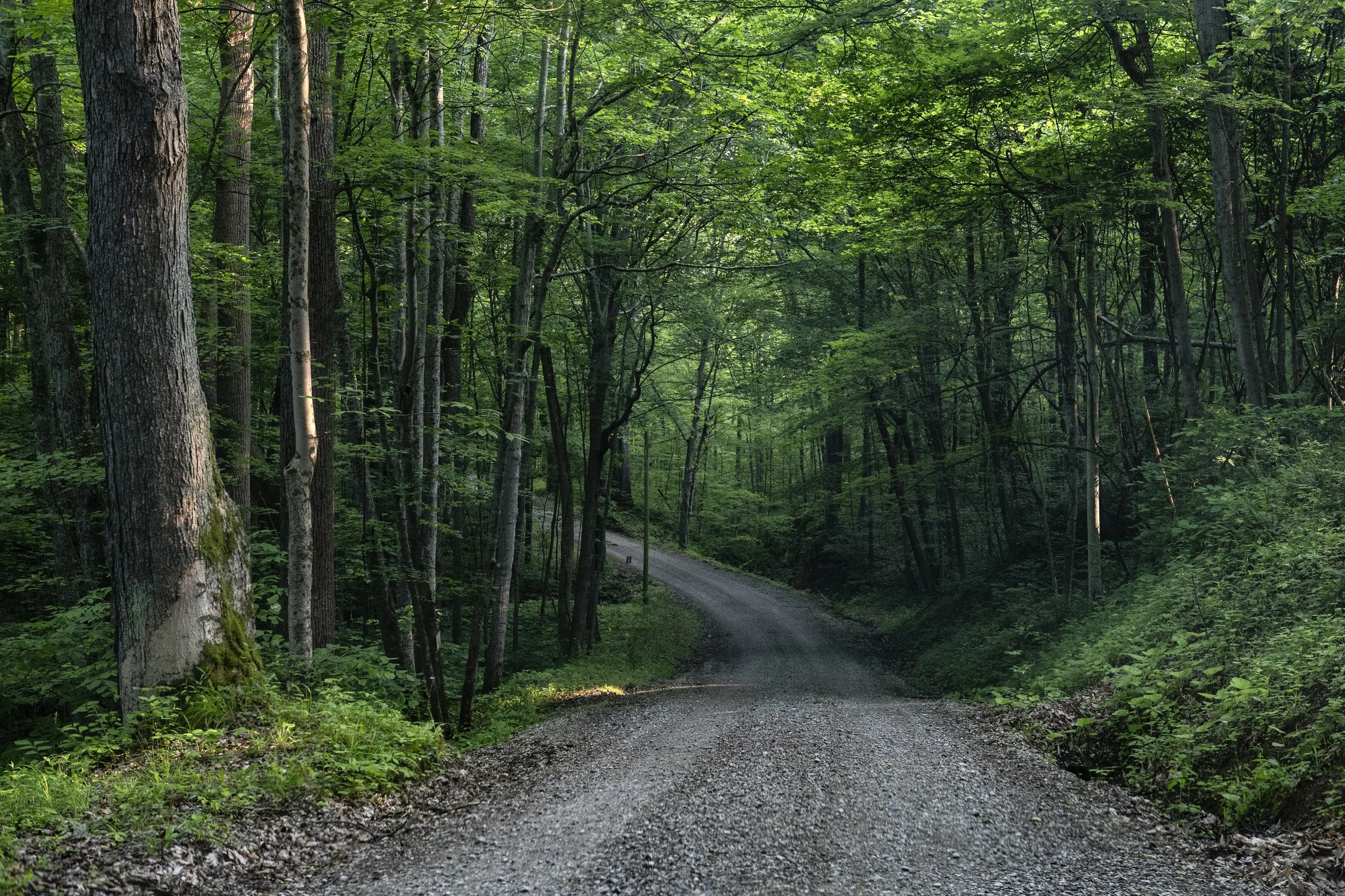  A gravel road runs through the woods near the ancestral home of Triple Nickel Diner co-founder Kathy Strode in Chesterhill, Ohio, on Tuesday, June 3, 2025. The house, once owned by Strode’s grandfather, was later restored by her nephew, Dan Strode, 
