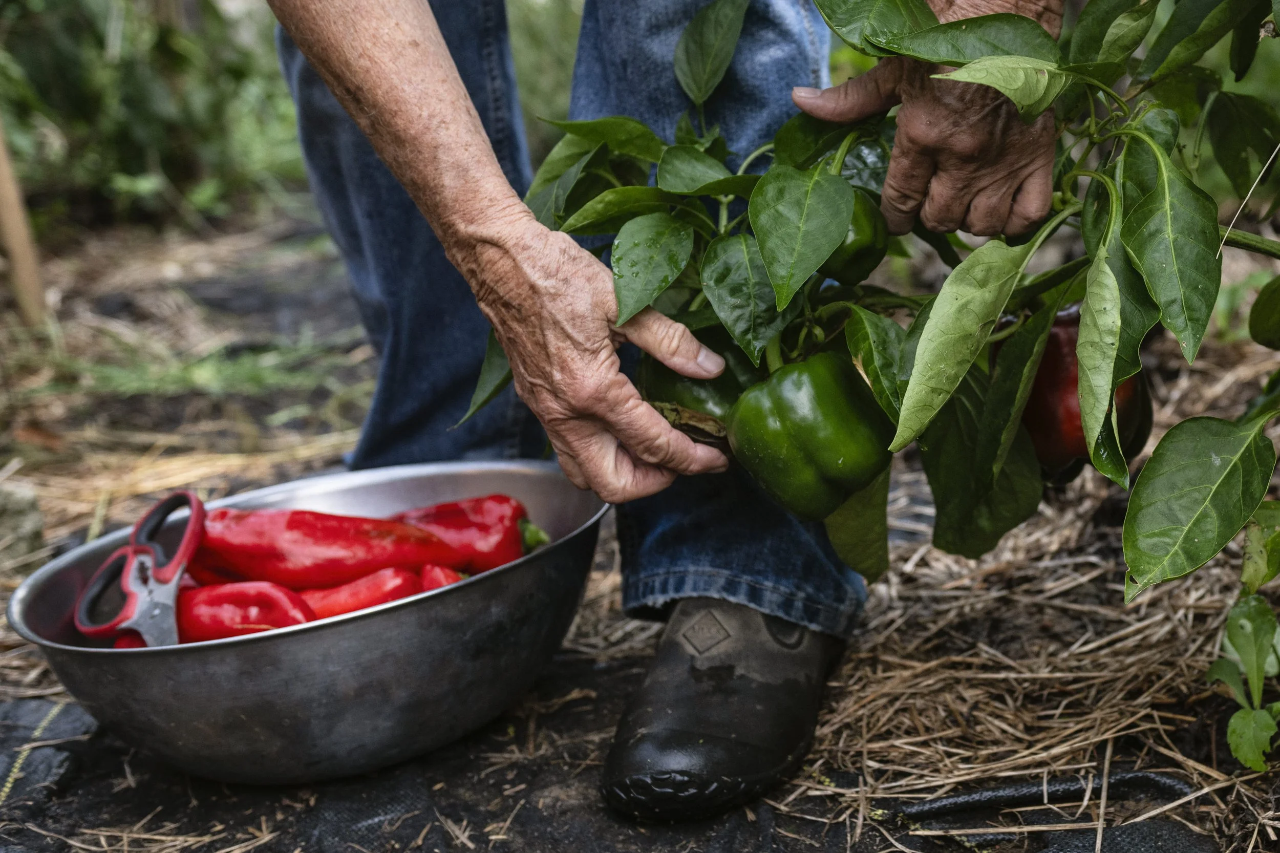  Co-founder Kathy Strode harvests peppers from her garden behind the Triple Nickel Diner in Chesterhill, Ohio, on Friday, Sept. 5, 2025. Strode said her harvest season was shorter this year because of unpredictable summer weather, with heavy rains pr