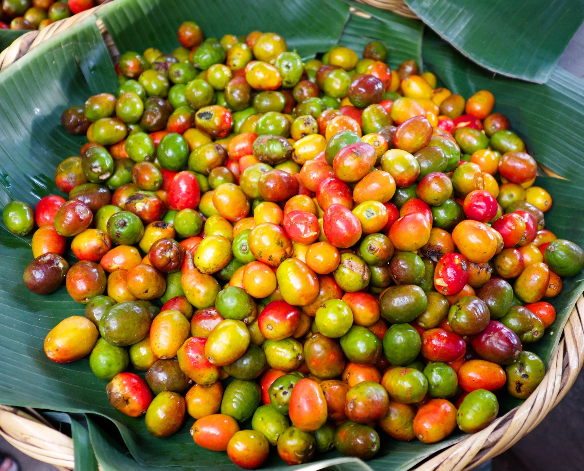Jocotes de corona, 2014. Guy Howard