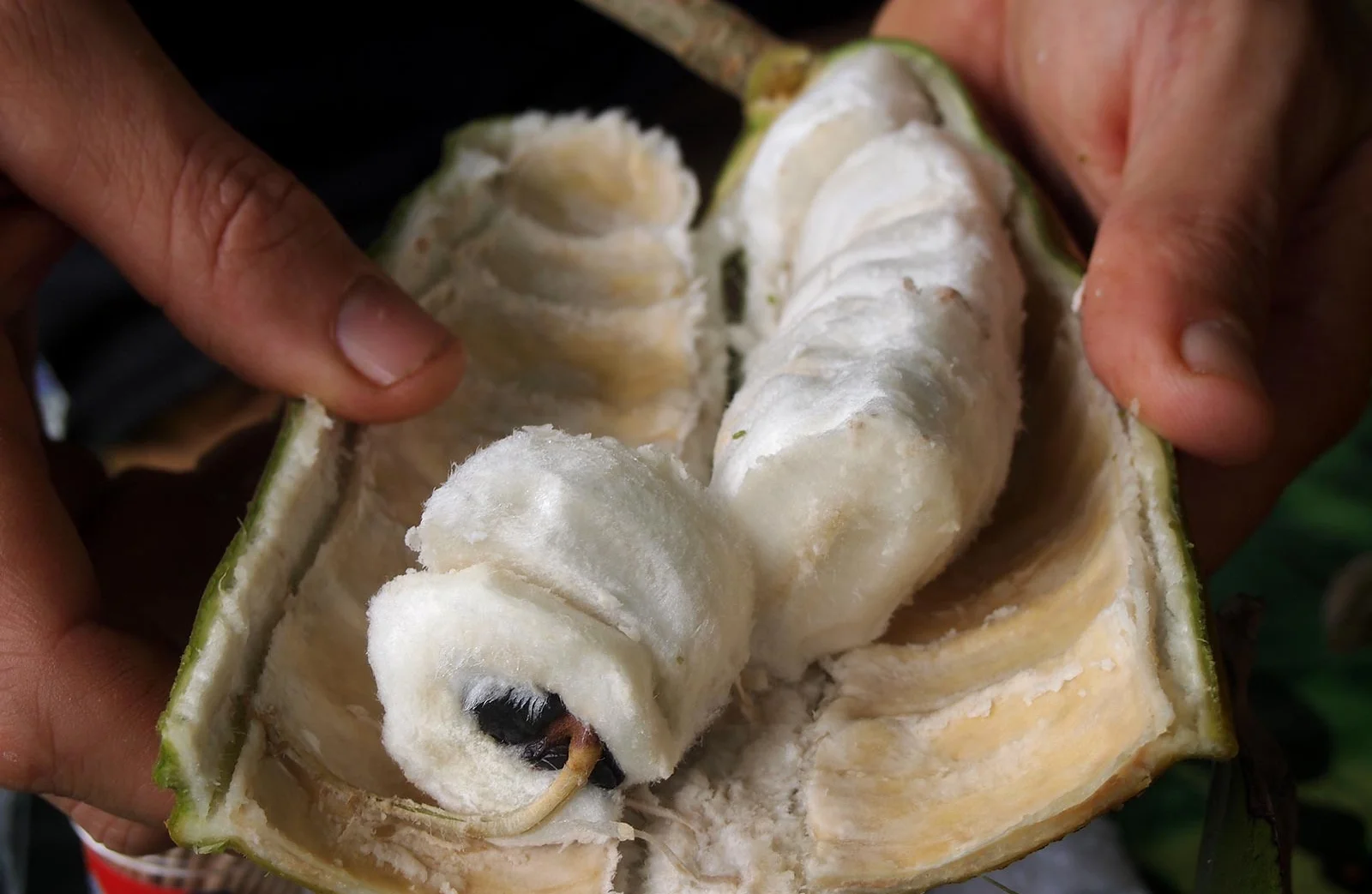 Ice-Cream-Bean-Kohala-Farm-Tours-X3.jpg