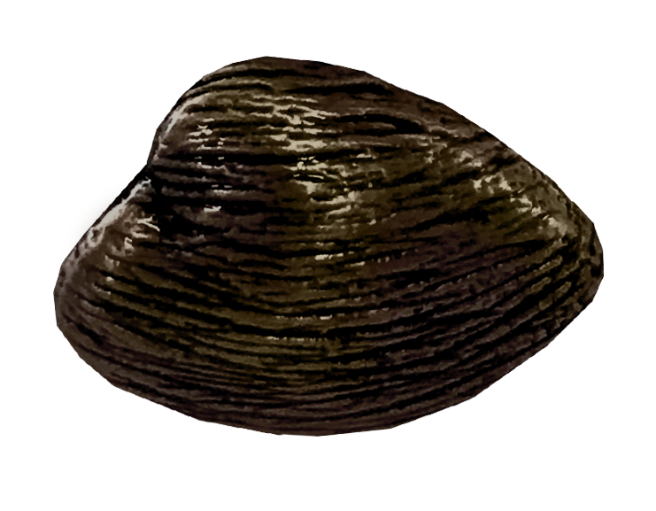 MS-9311-CLAM 1X1 OIL RUBBED BRONZE.png