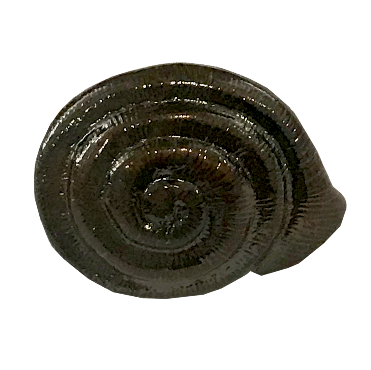 MS-9311-SNAIL 1X1 OIL RUBBED BRONZE.png