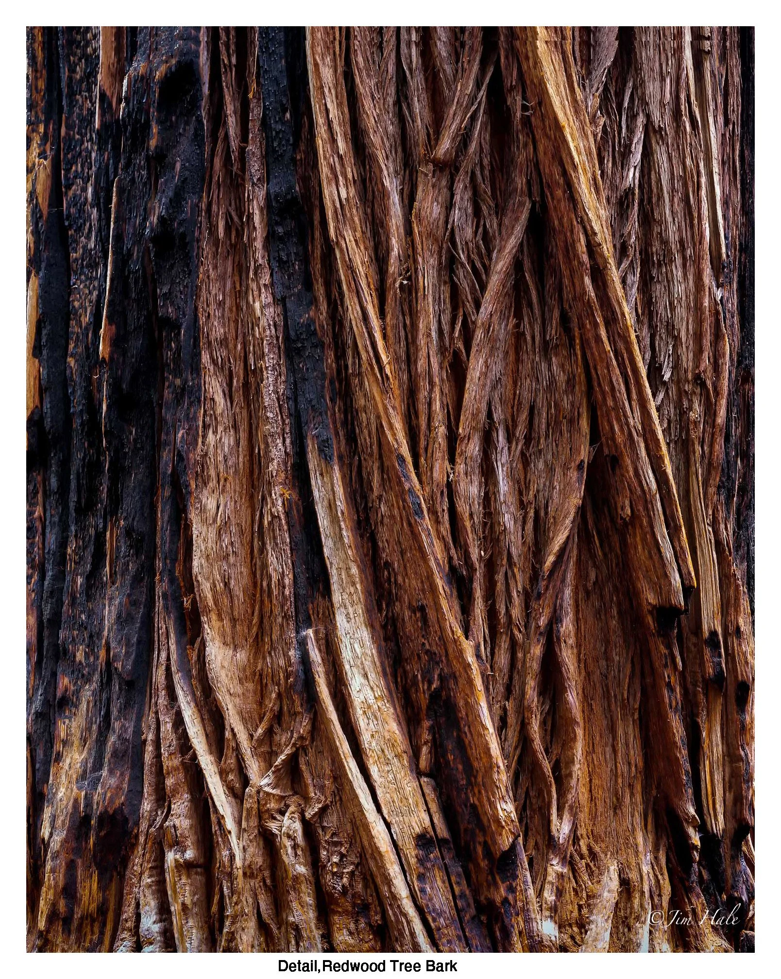 Detail,-Redwood-Tree-.jpg
