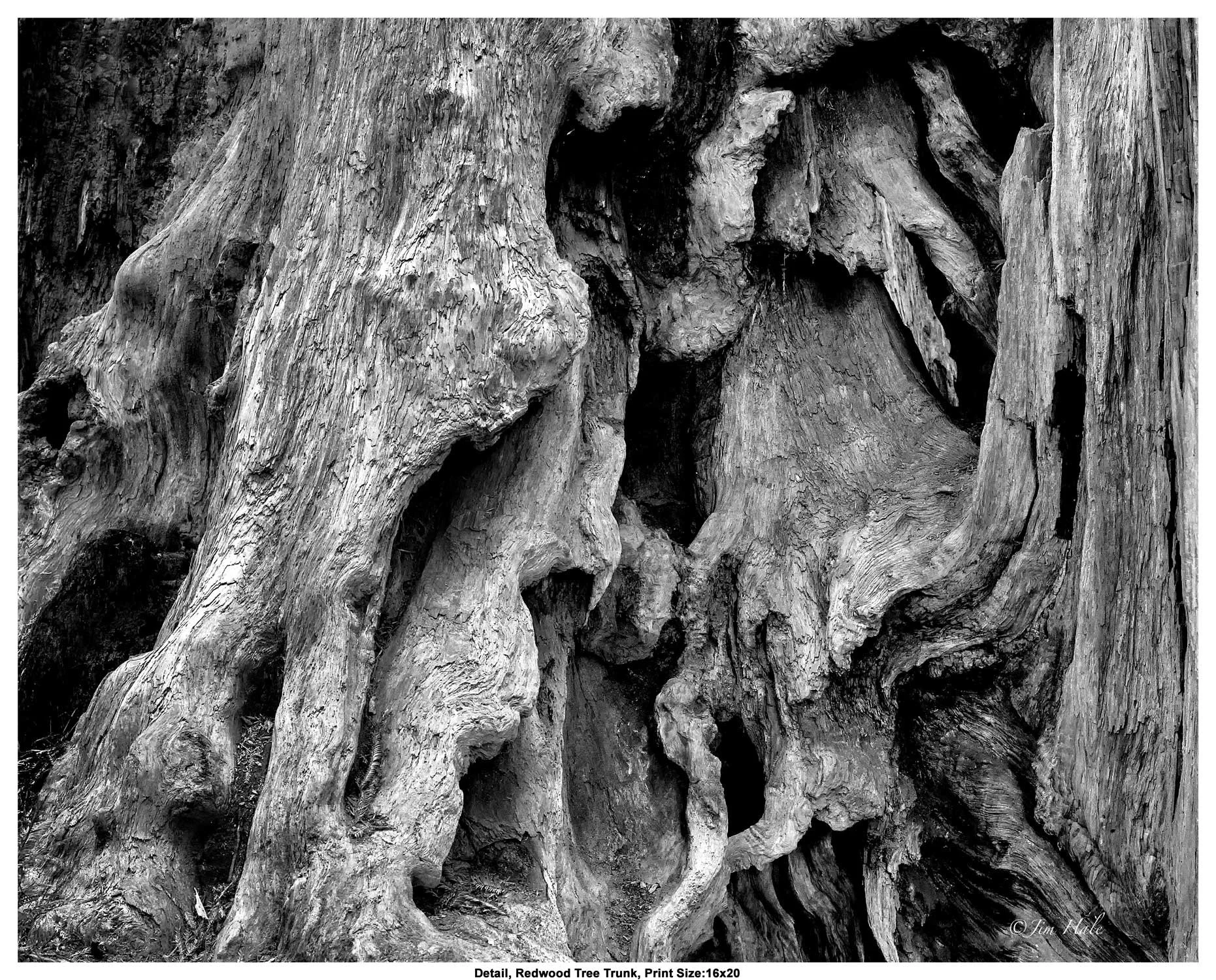 Detail-Redwoood-Tree-Trunk.jpg
