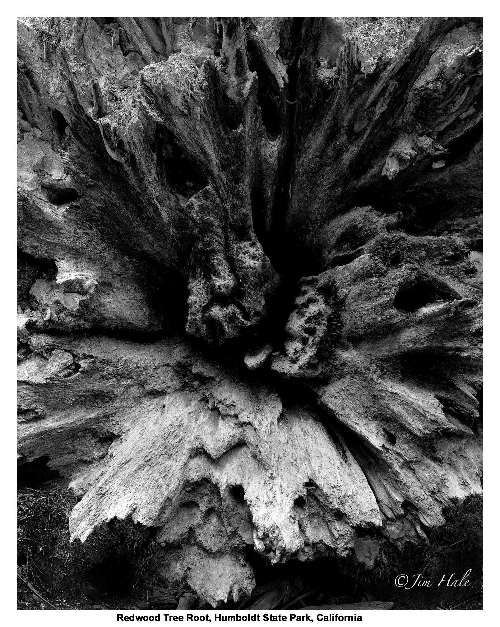 Detail,-Redwood-Tree-Roots.jpg