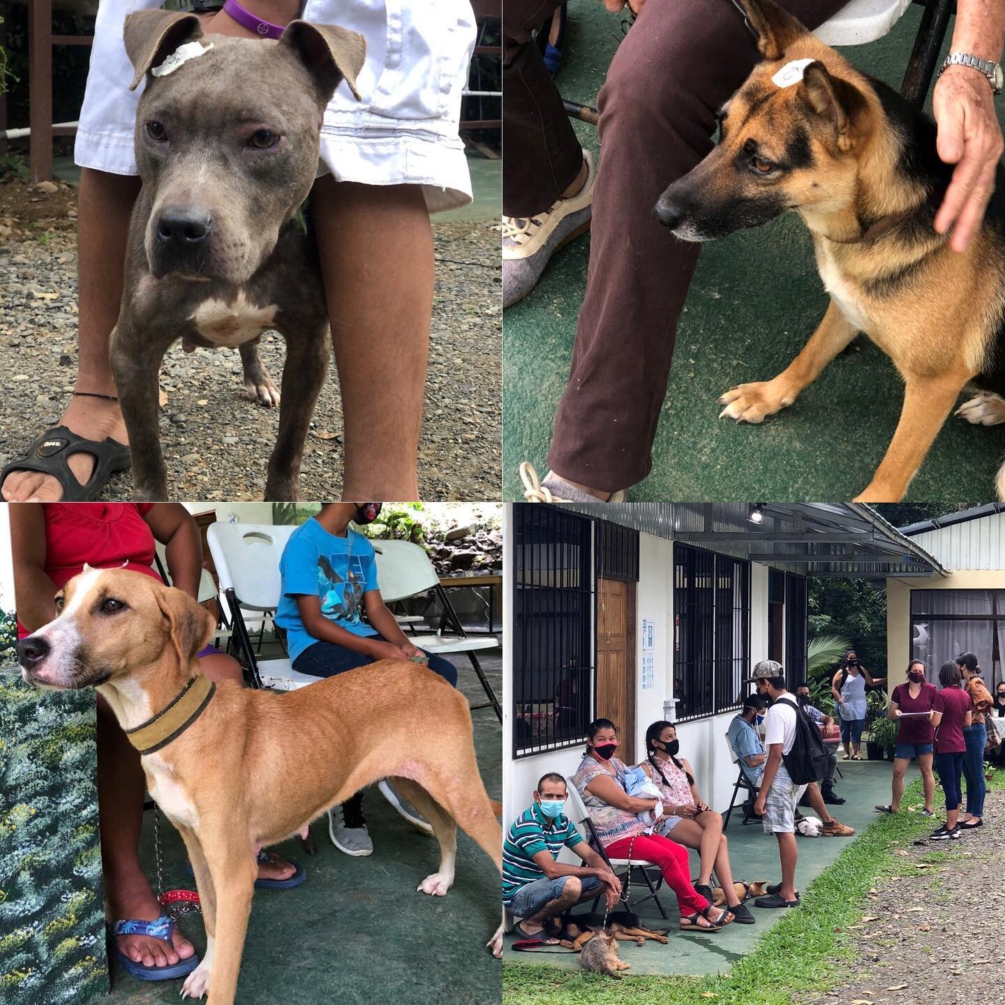 High unemployment rates due to the Covid crisis has many local families struggling to feed themselves properly, leaving little or no food to feed their furry friends. 

Over the last year we&rsquo;ve witnessed an explosive growth in our local dog pop