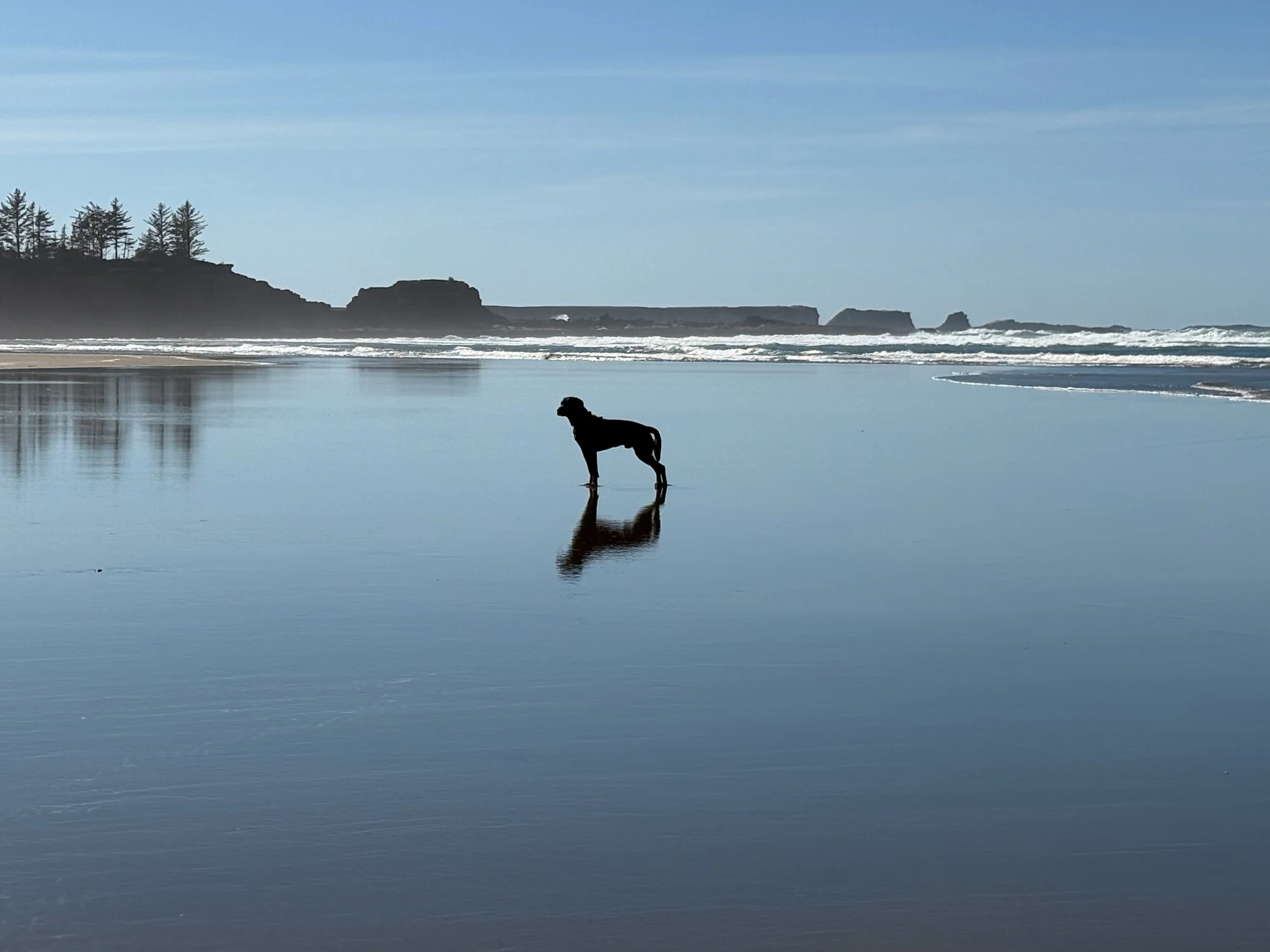 dog beach.jpg