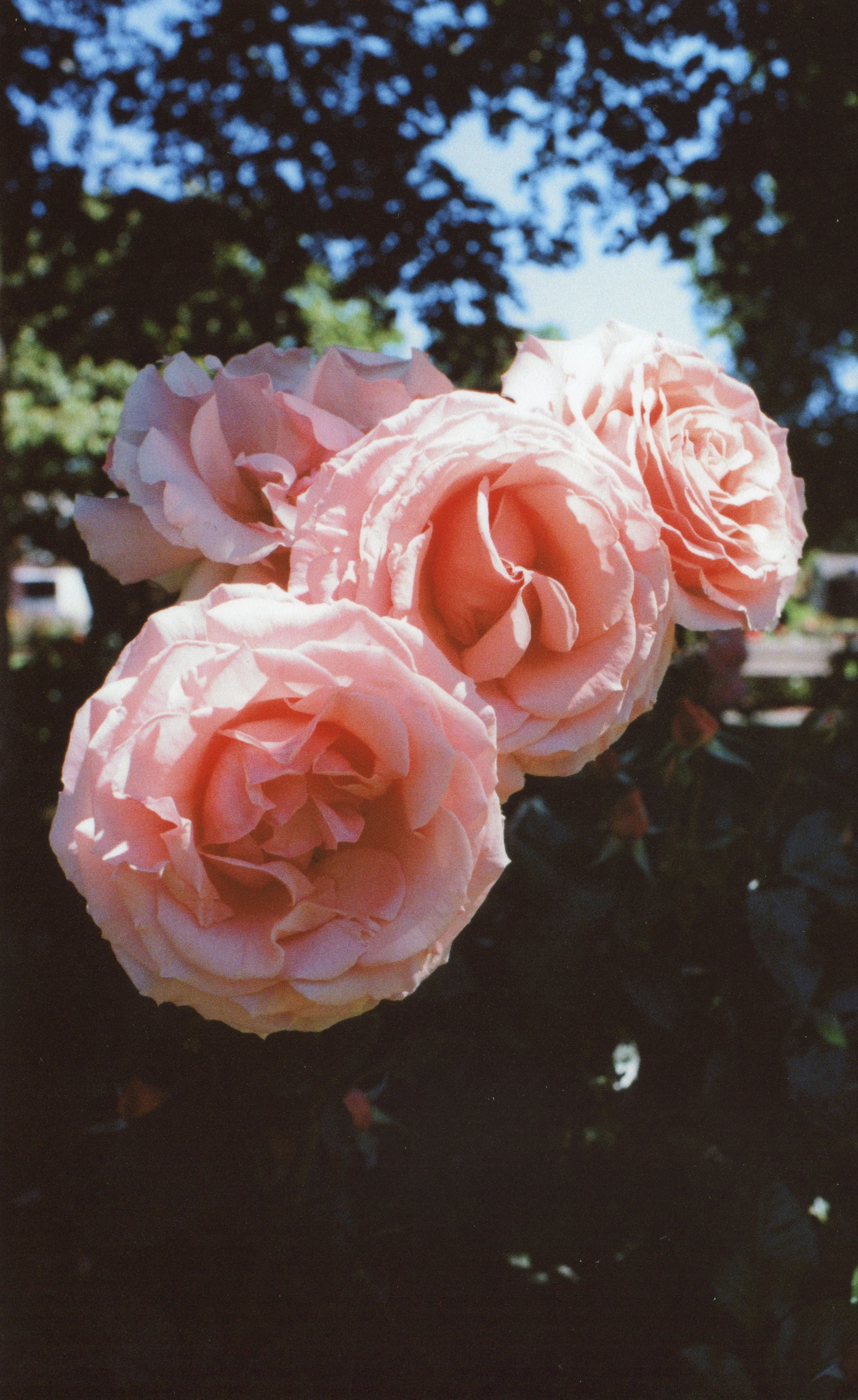 Ektar_100_t70_006.jpg
