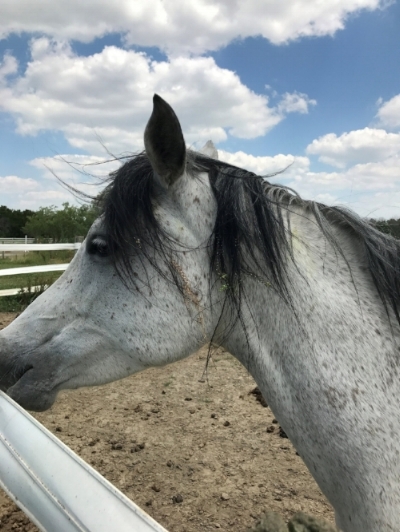 Someone decided to put flowers in her mane