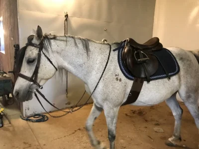 Much happier horse